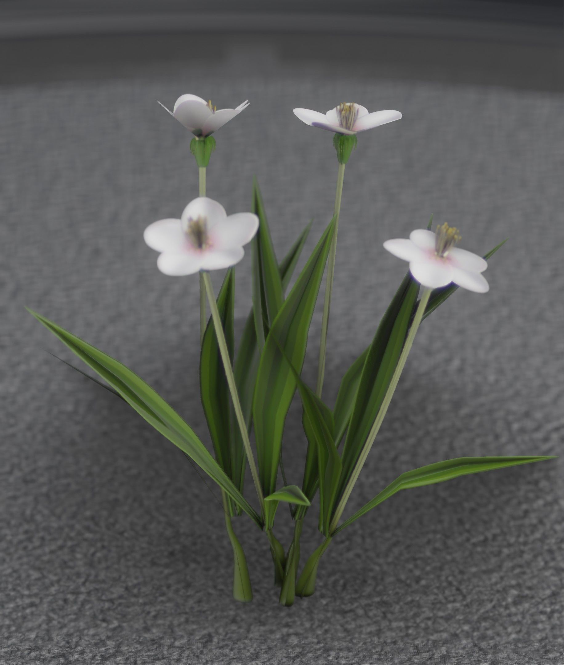 White Flowers - Verion 6 - Object 16 Low-poly 3D model_33
