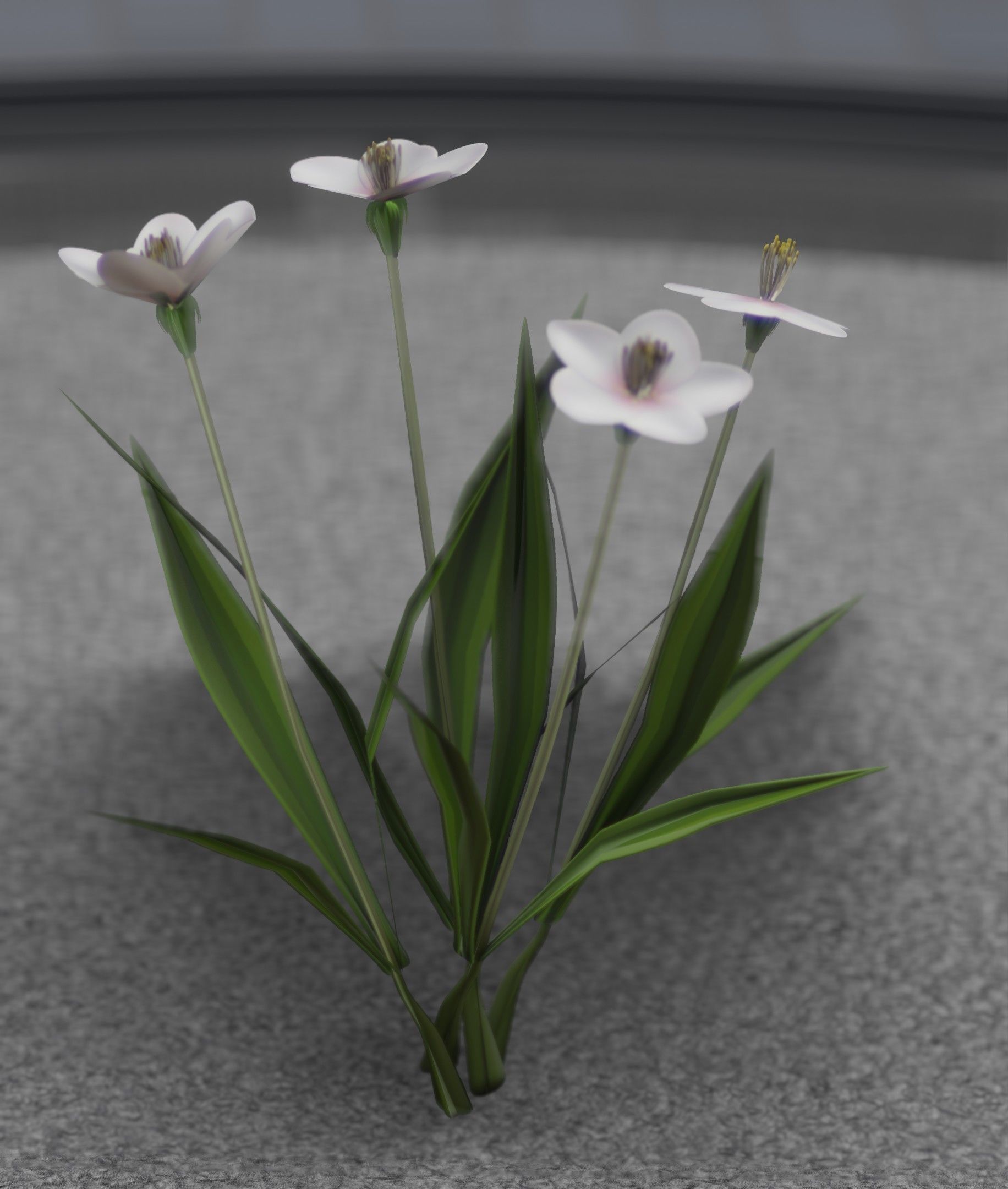 White Flowers - Verion 6 - Object 16 Low-poly 3D model_31