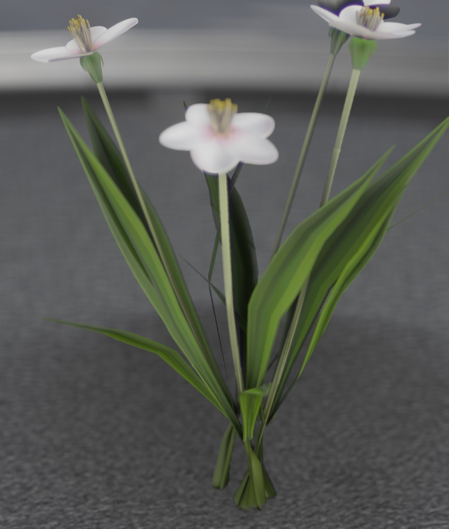 White Flowers - Verion 6 - Object 16 Low-poly 3D model_7