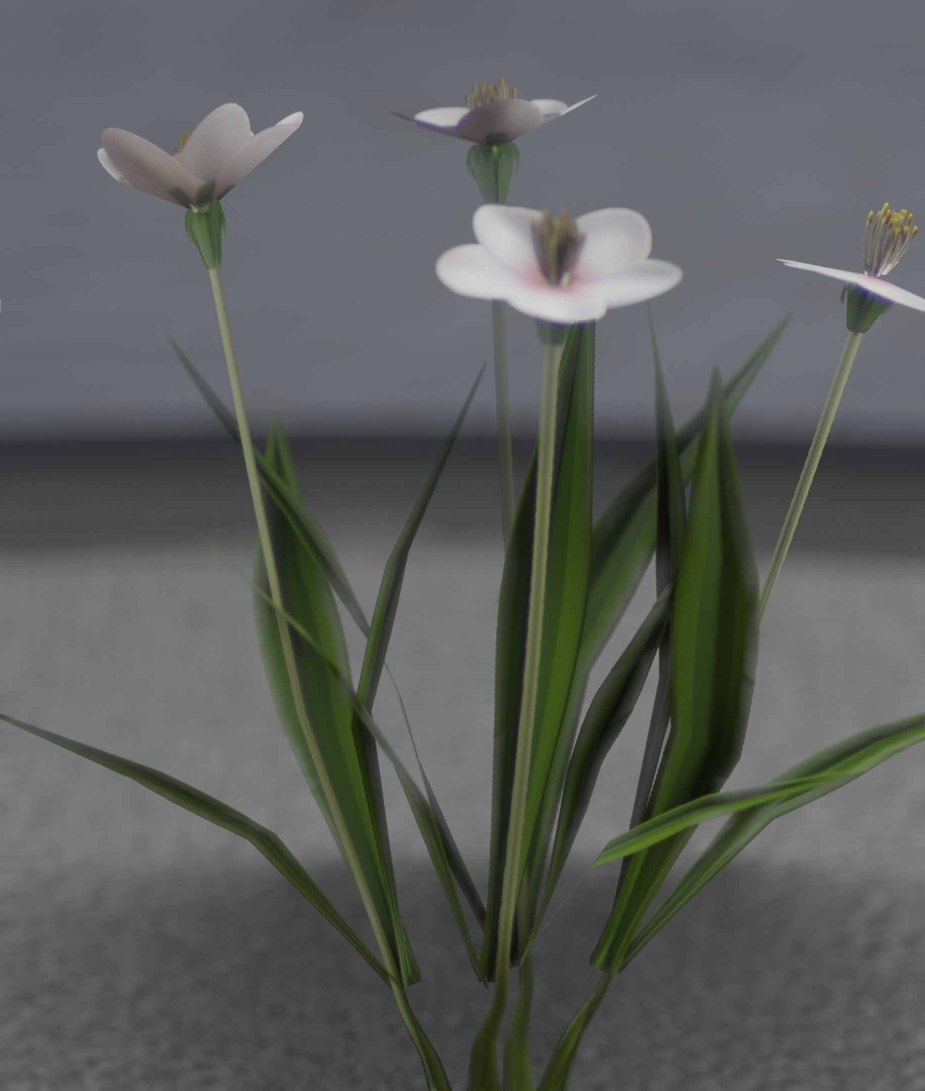 White Flowers - Verion 6 - Object 16 Low-poly 3D model_4