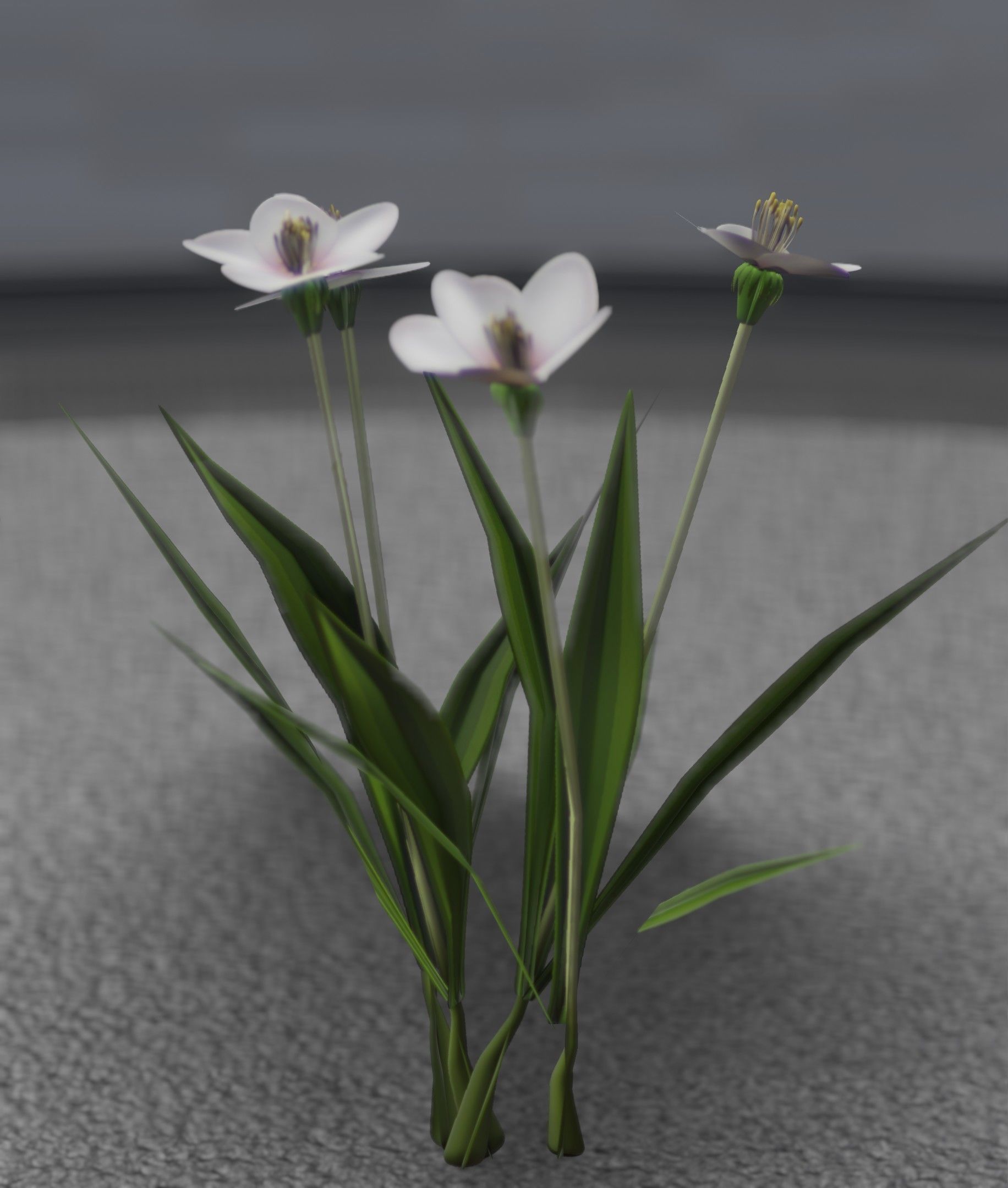 White Flowers - Verion 6 - Object 16 Low-poly 3D model_40
