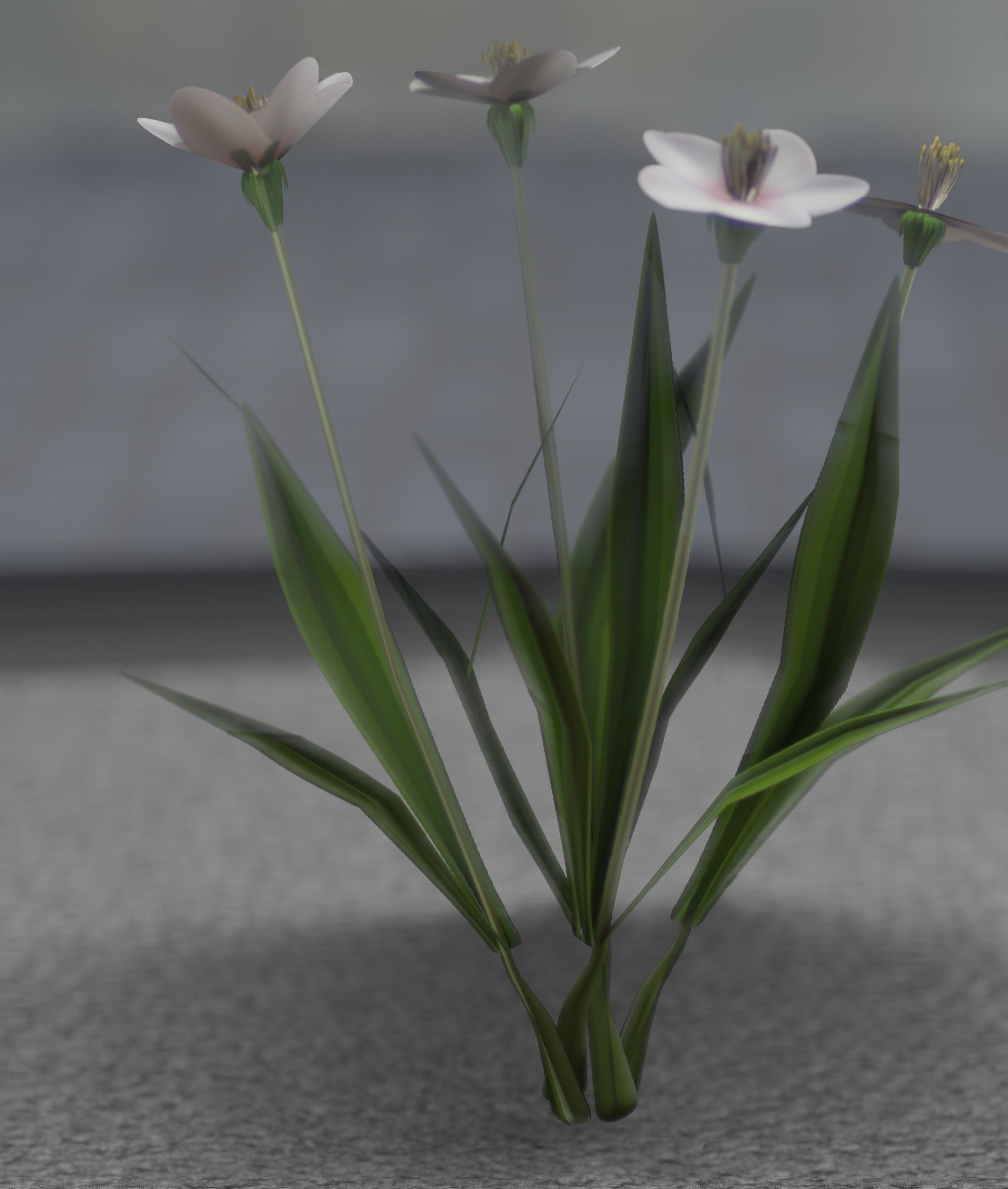 White Flowers - Verion 6 - Object 16 Low-poly 3D model_44