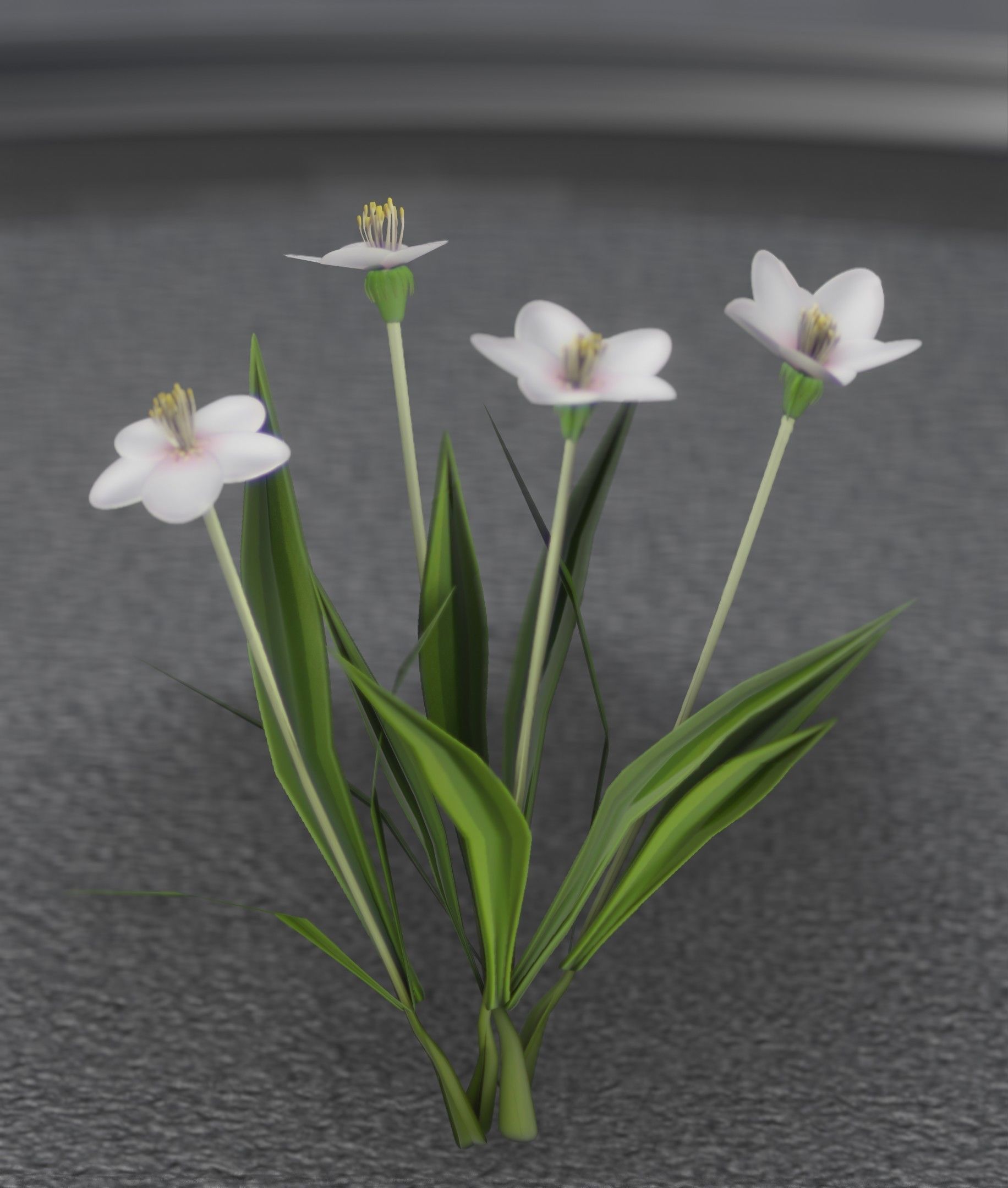 White Flowers - Verion 6 - Object 16 Low-poly 3D model_37