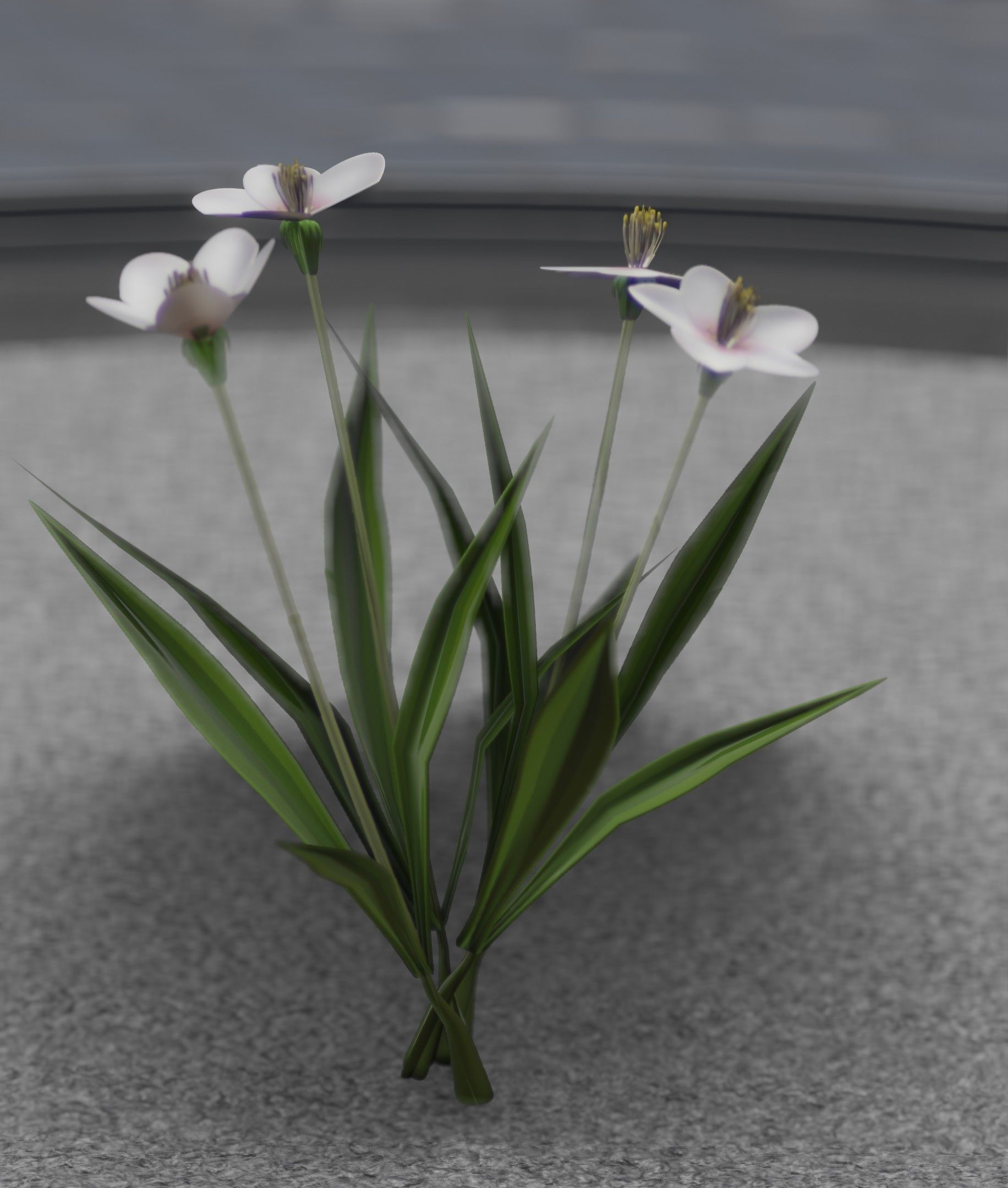 White Flowers - Verion 6 - Object 16 Low-poly 3D model_30