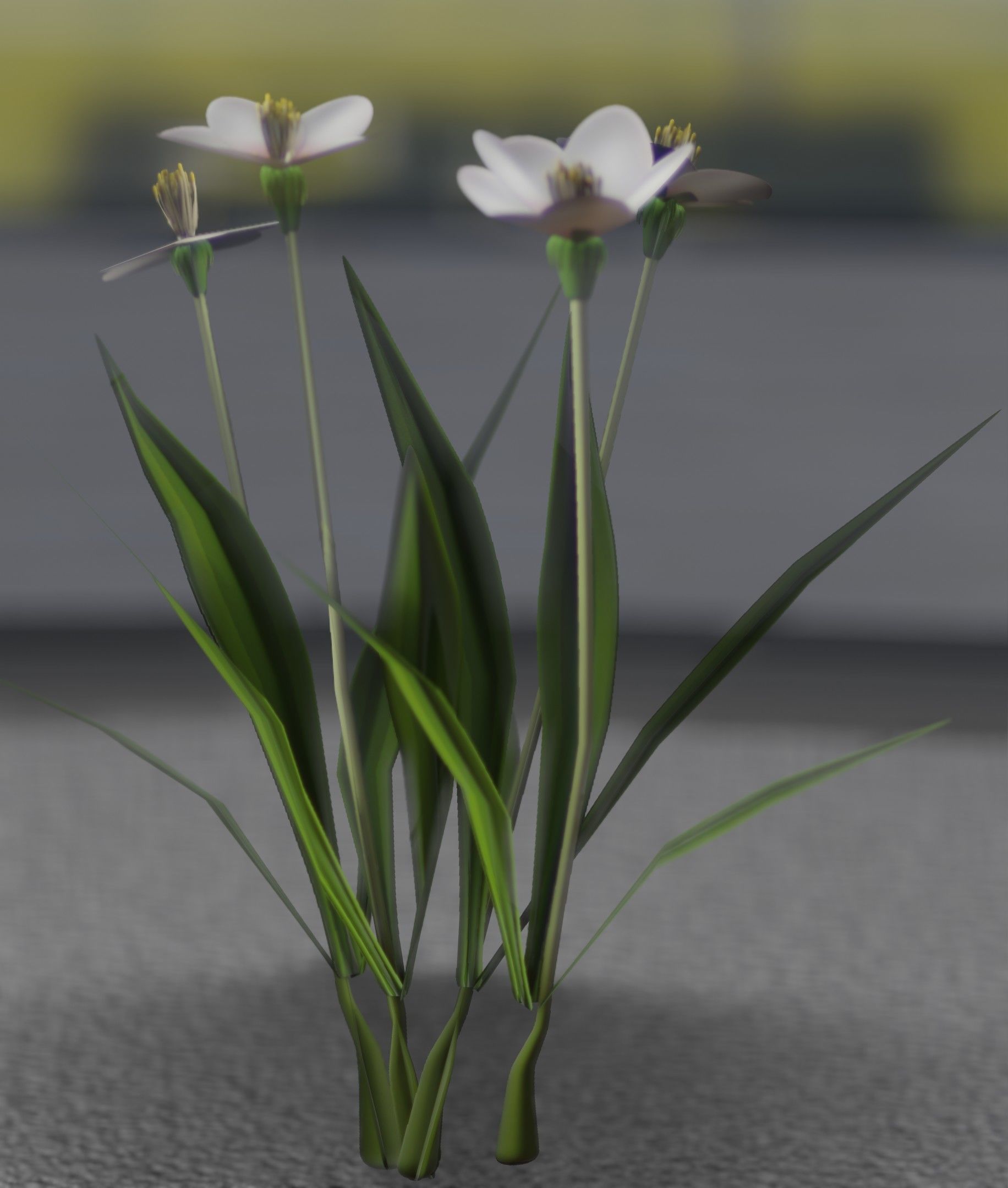 White Flowers - Verion 6 - Object 16 Low-poly 3D model_27