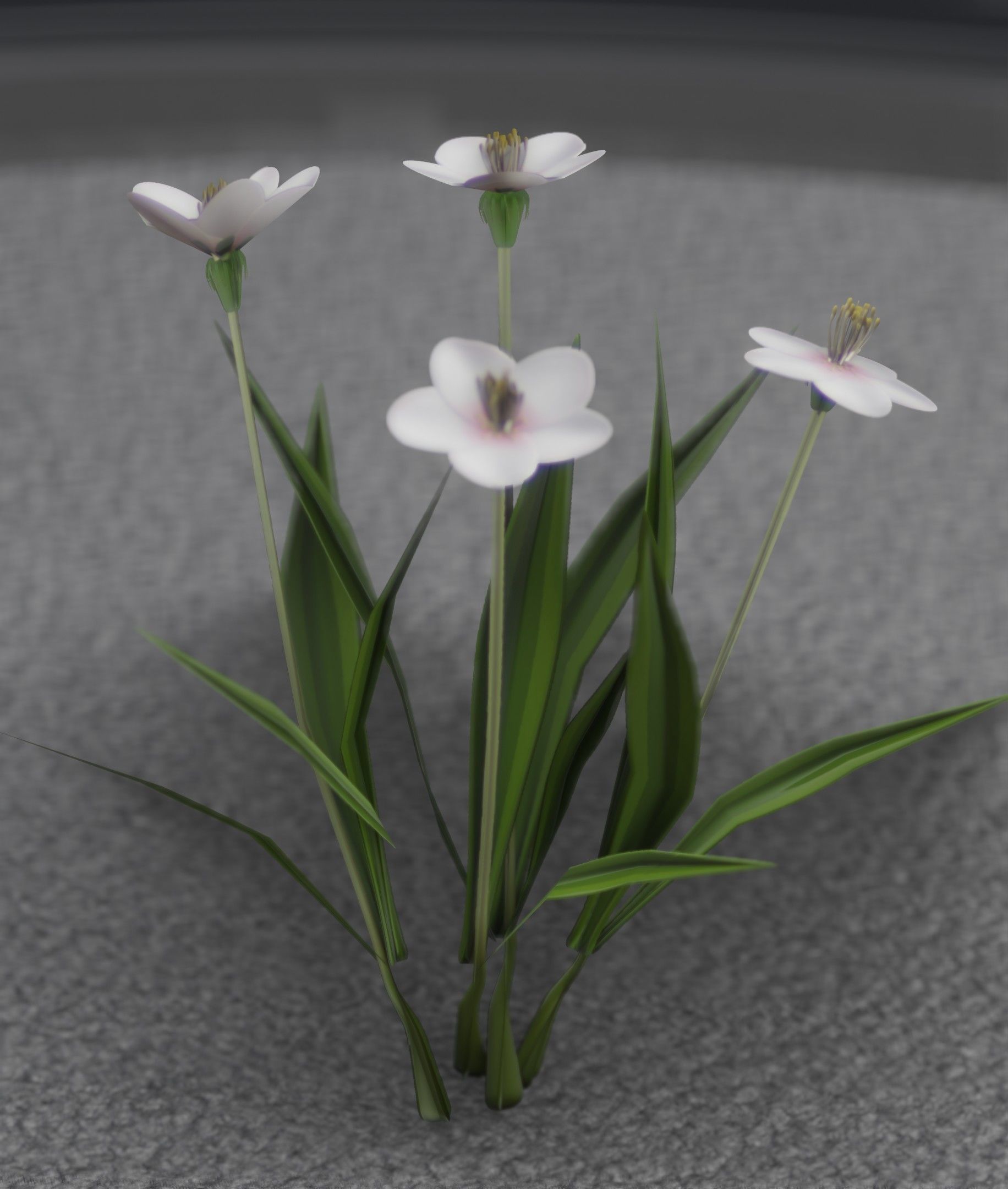 White Flowers - Verion 6 - Object 16 Low-poly 3D model_32