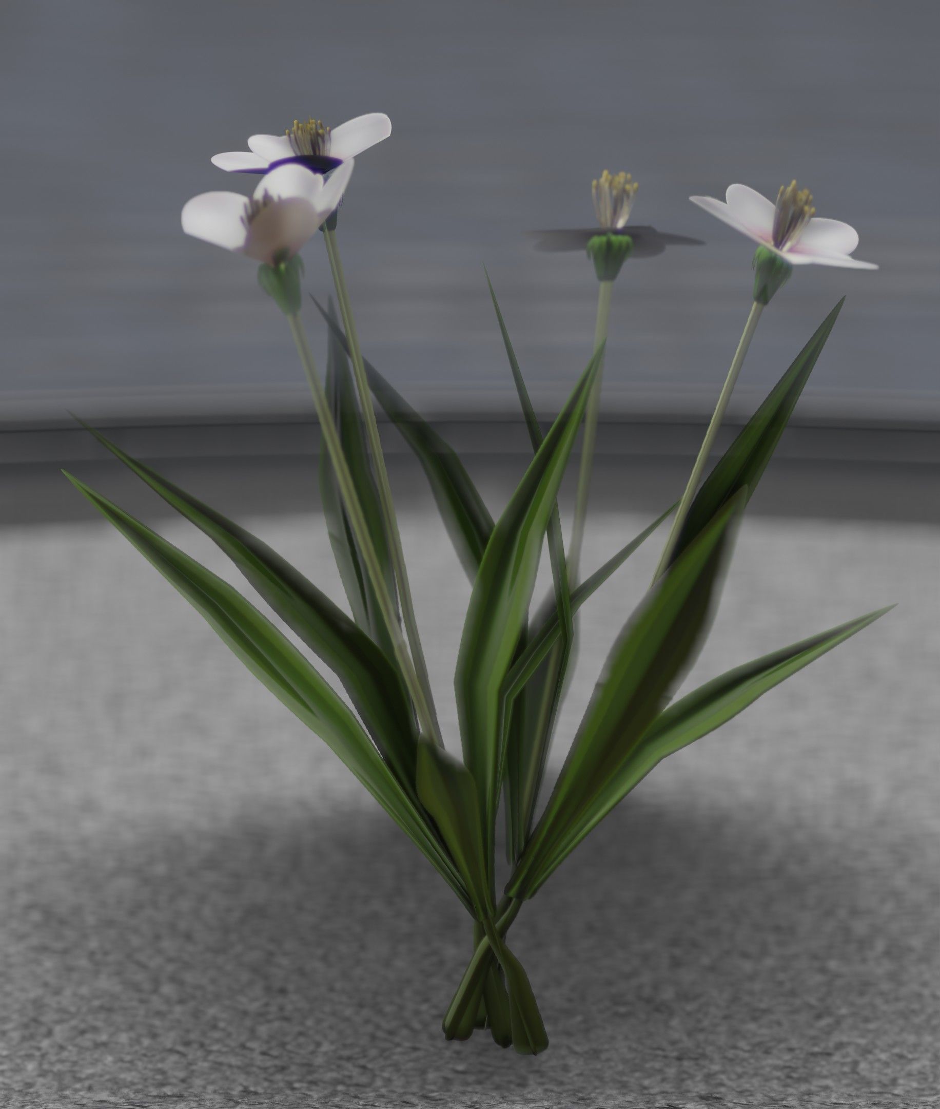 White Flowers - Verion 6 - Object 16 Low-poly 3D model_42