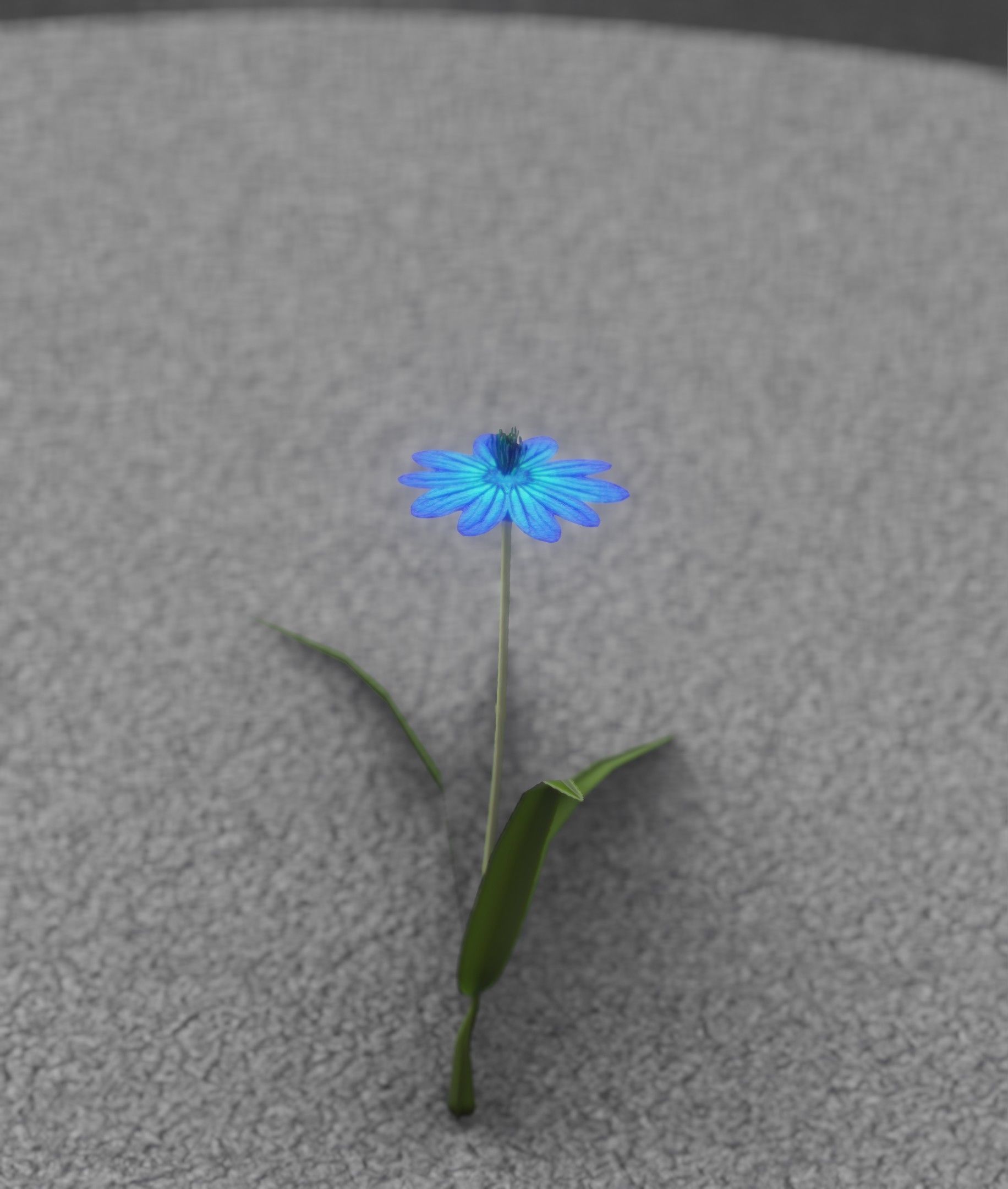 Blue Flower - Verion 4 - Object 19 Low-poly 3D model_27