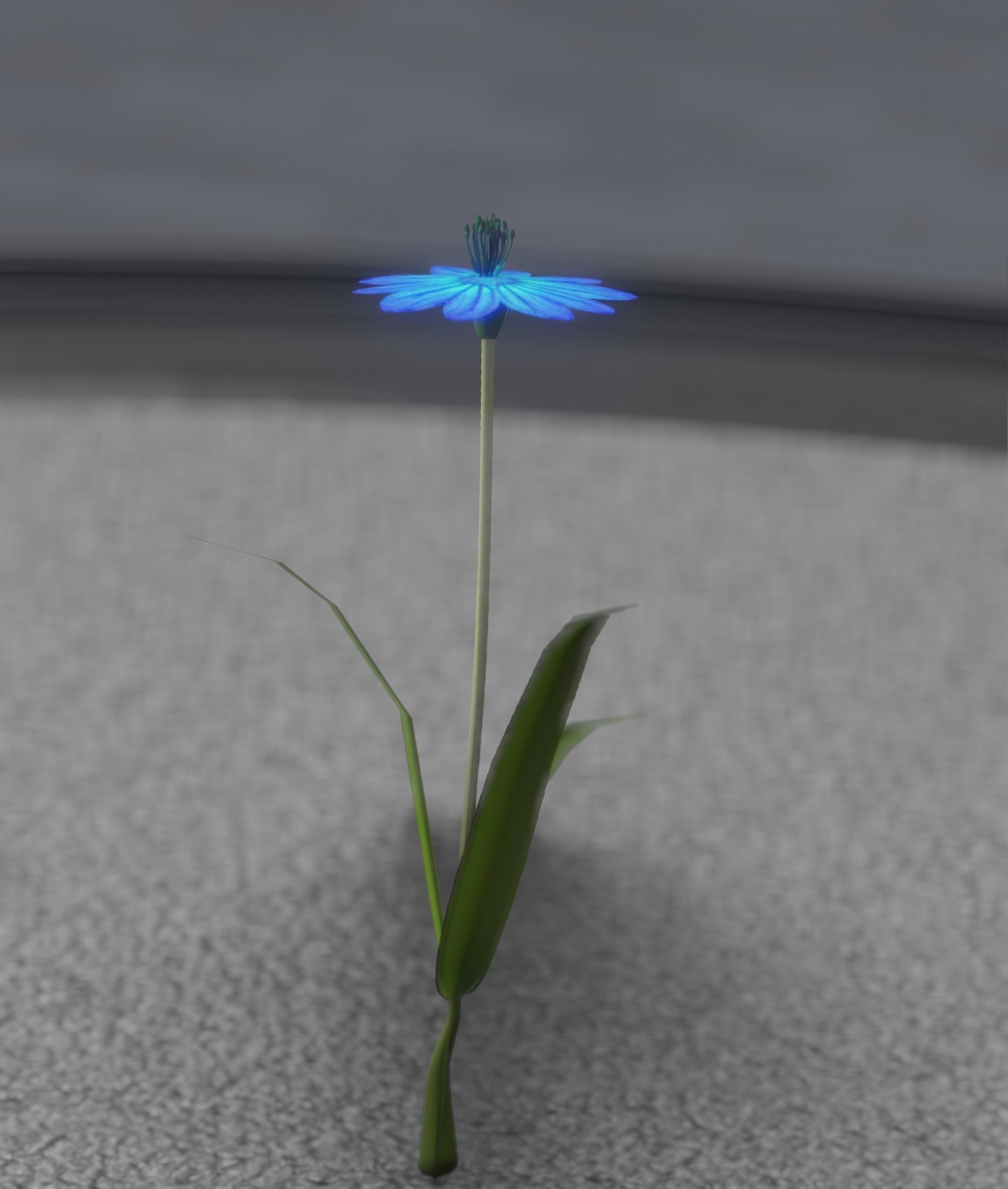 Blue Flower - Verion 4 - Object 19 Low-poly 3D model_39