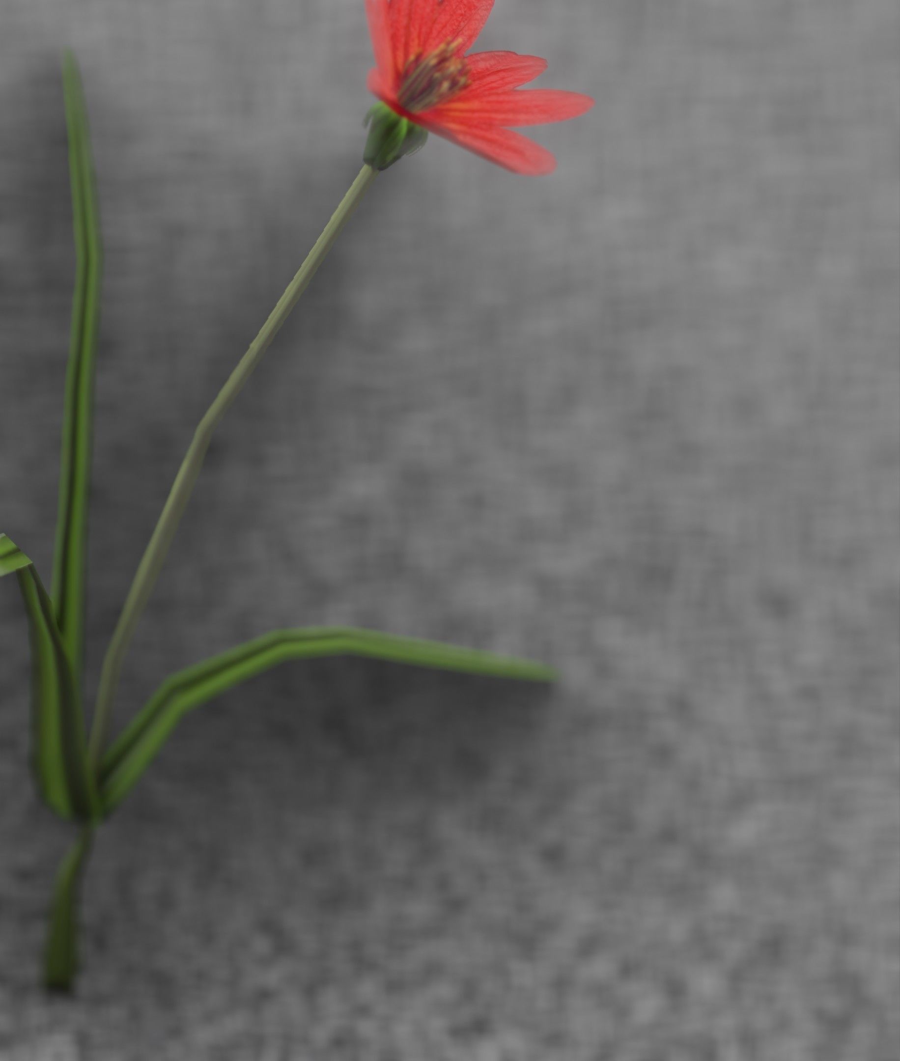 Red Flower - Verion 5 - Object 28 Low-poly 3D model_50