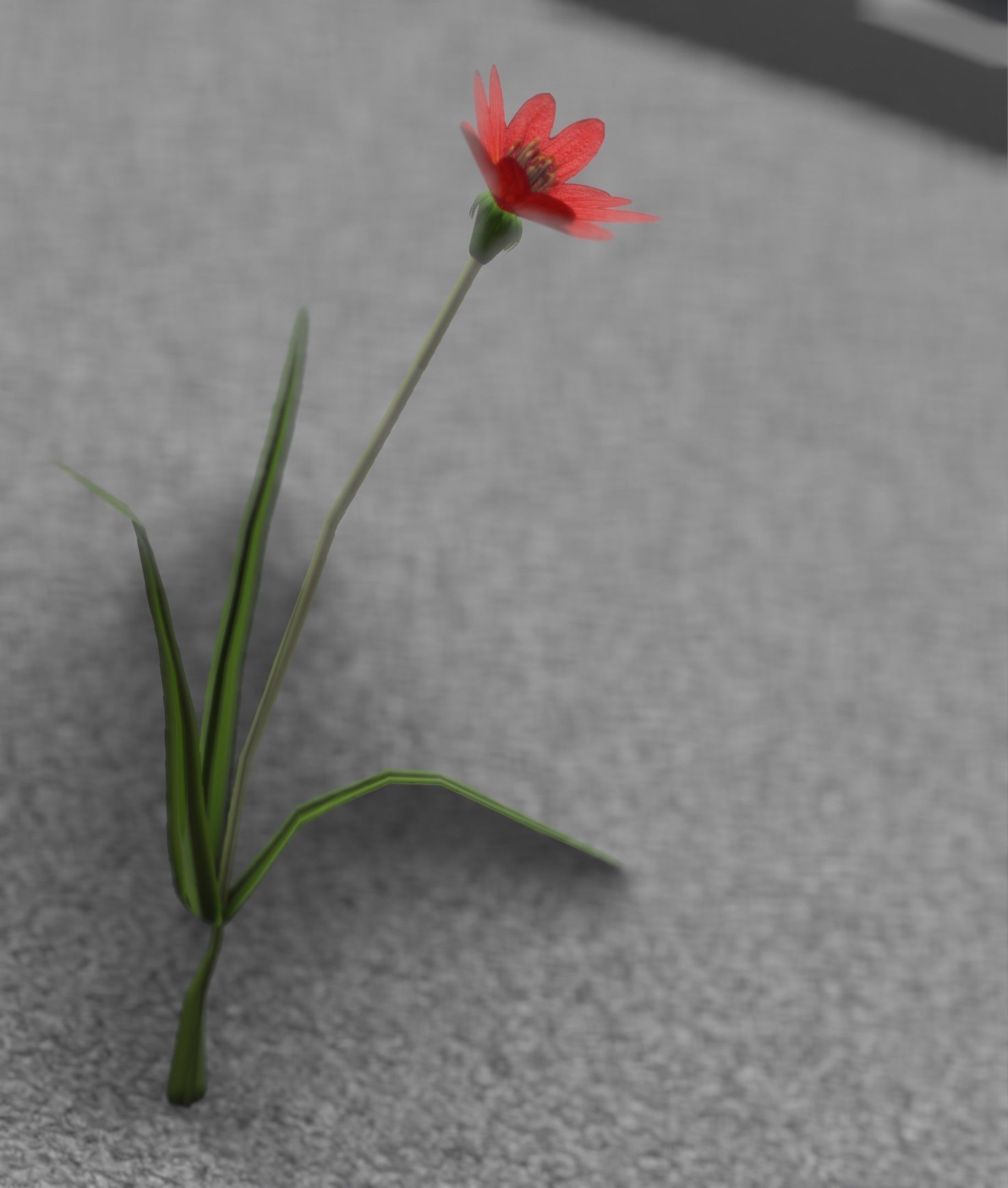 Red Flower - Verion 5 - Object 28 Low-poly 3D model_8