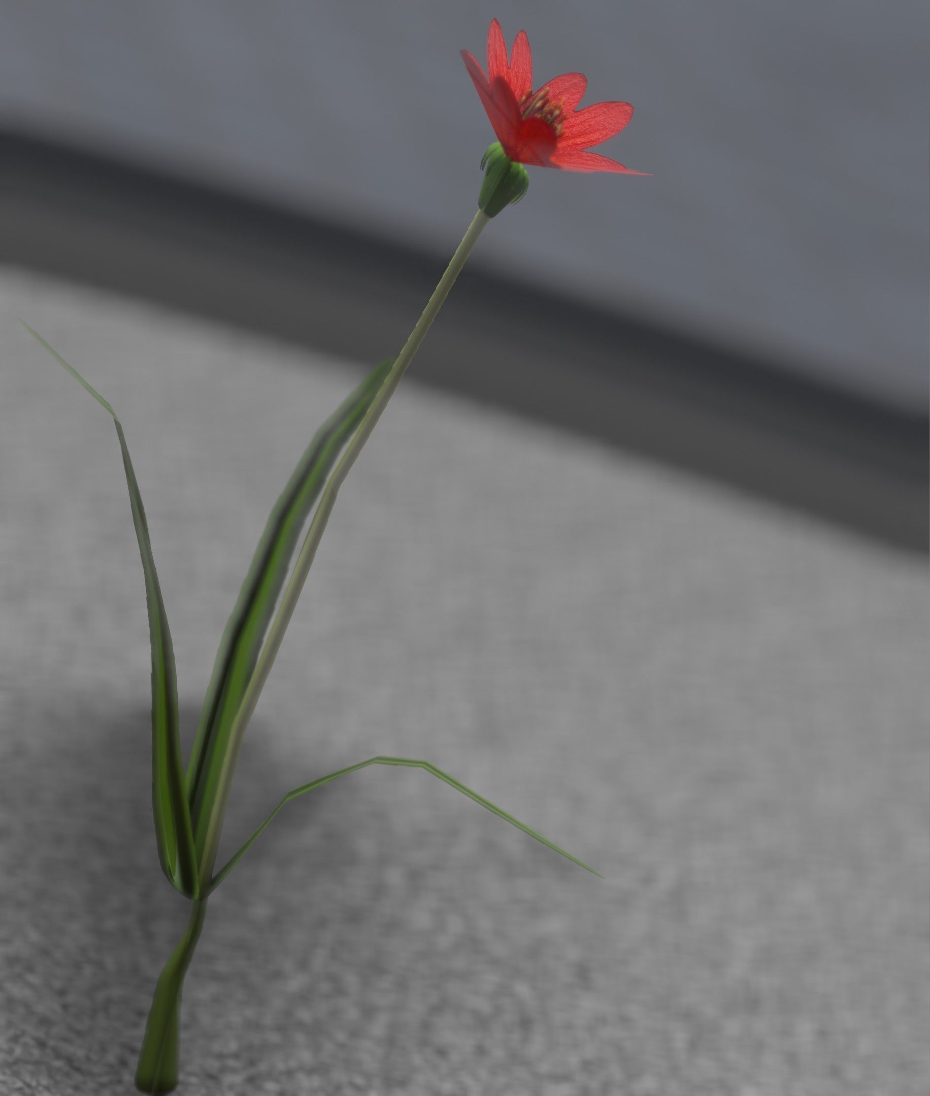 Red Flower - Verion 5 - Object 28 Low-poly 3D model_9