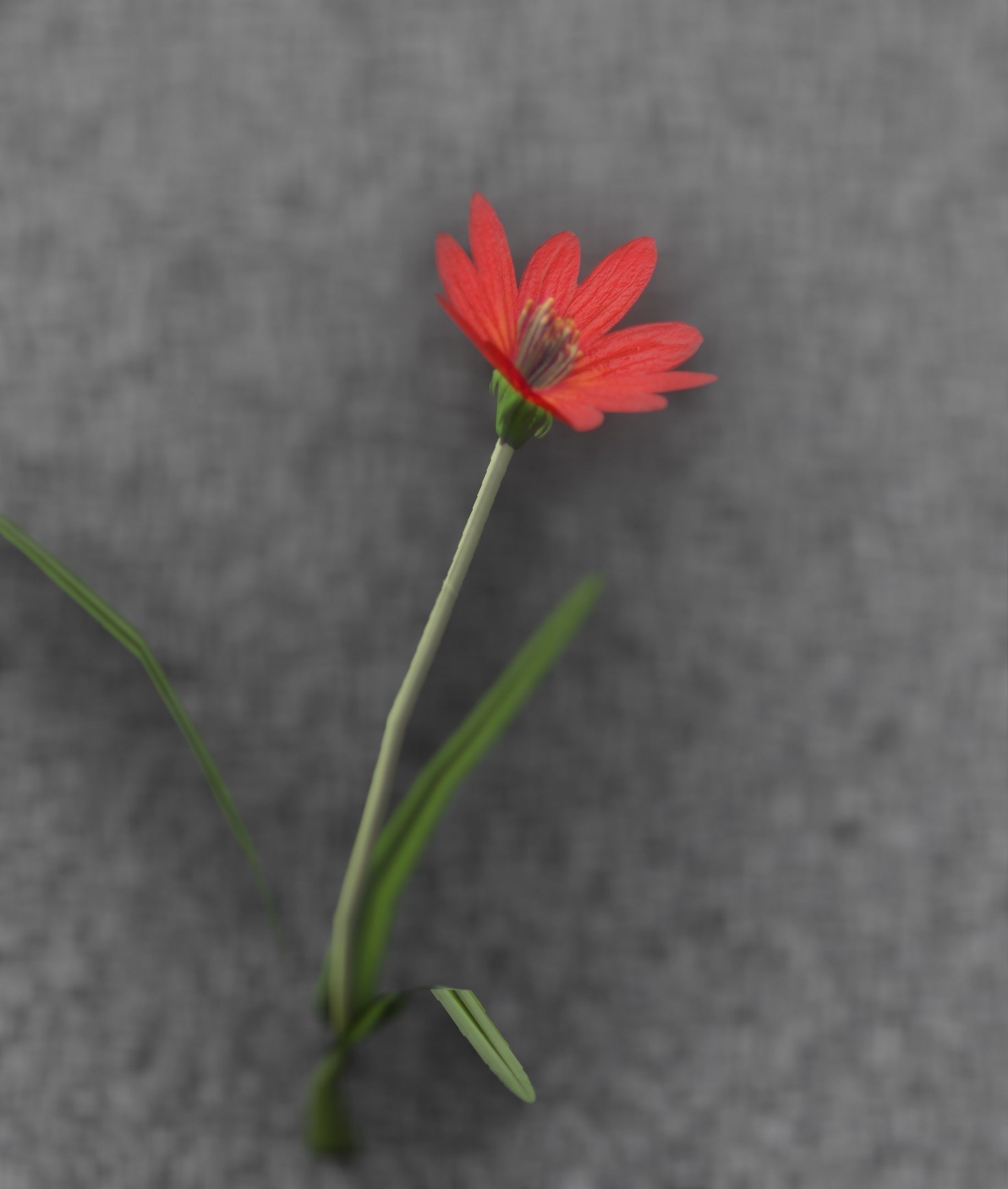 Red Flower - Verion 5 - Object 28 Low-poly 3D model_48