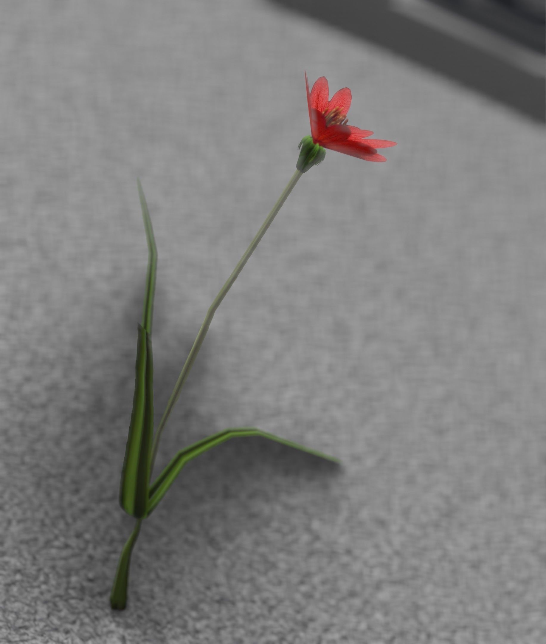 Red Flower - Verion 5 - Object 28 Low-poly 3D model_20