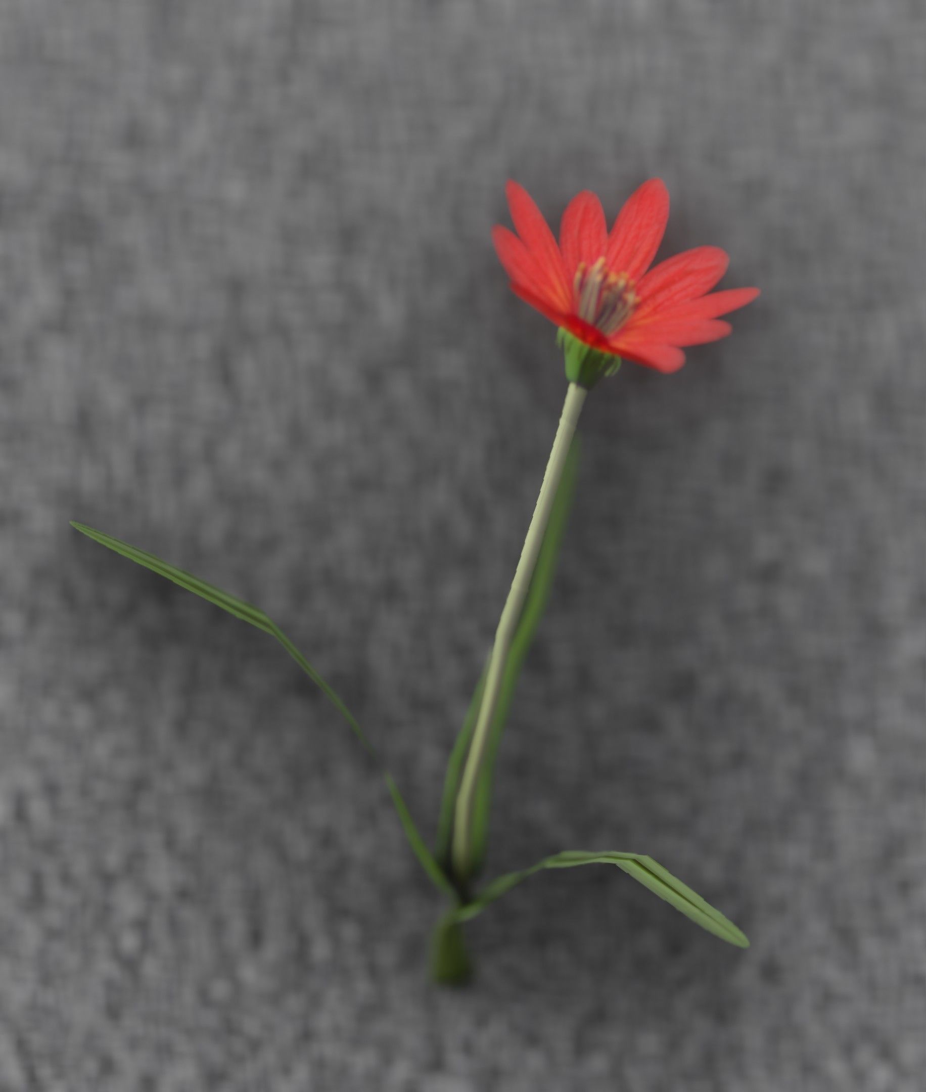 Red Flower - Verion 5 - Object 28 Low-poly 3D model_47
