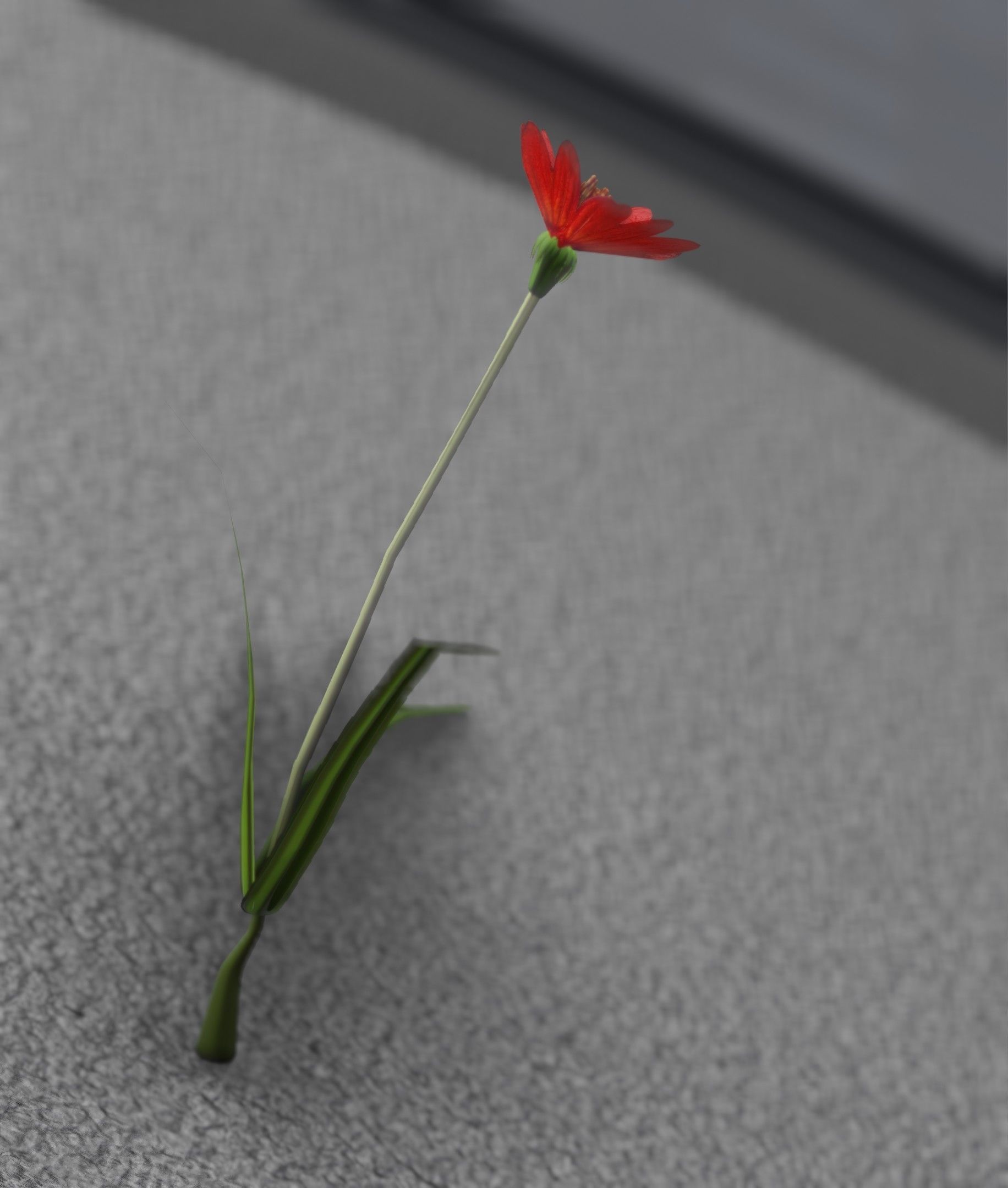 Red Flower - Verion 5 - Object 28 Low-poly 3D model_30