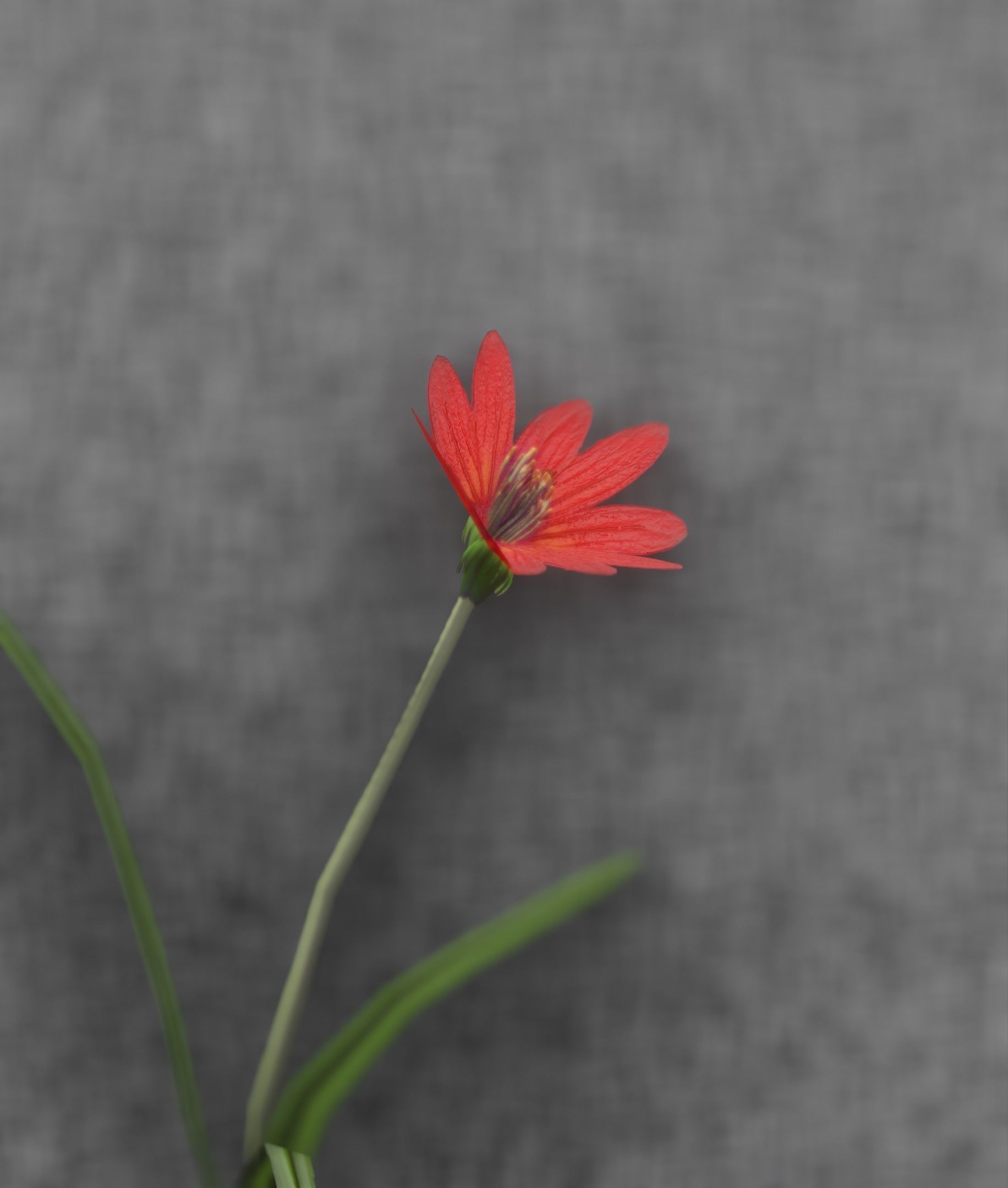 Red Flower - Verion 5 - Object 28 Low-poly 3D model_49