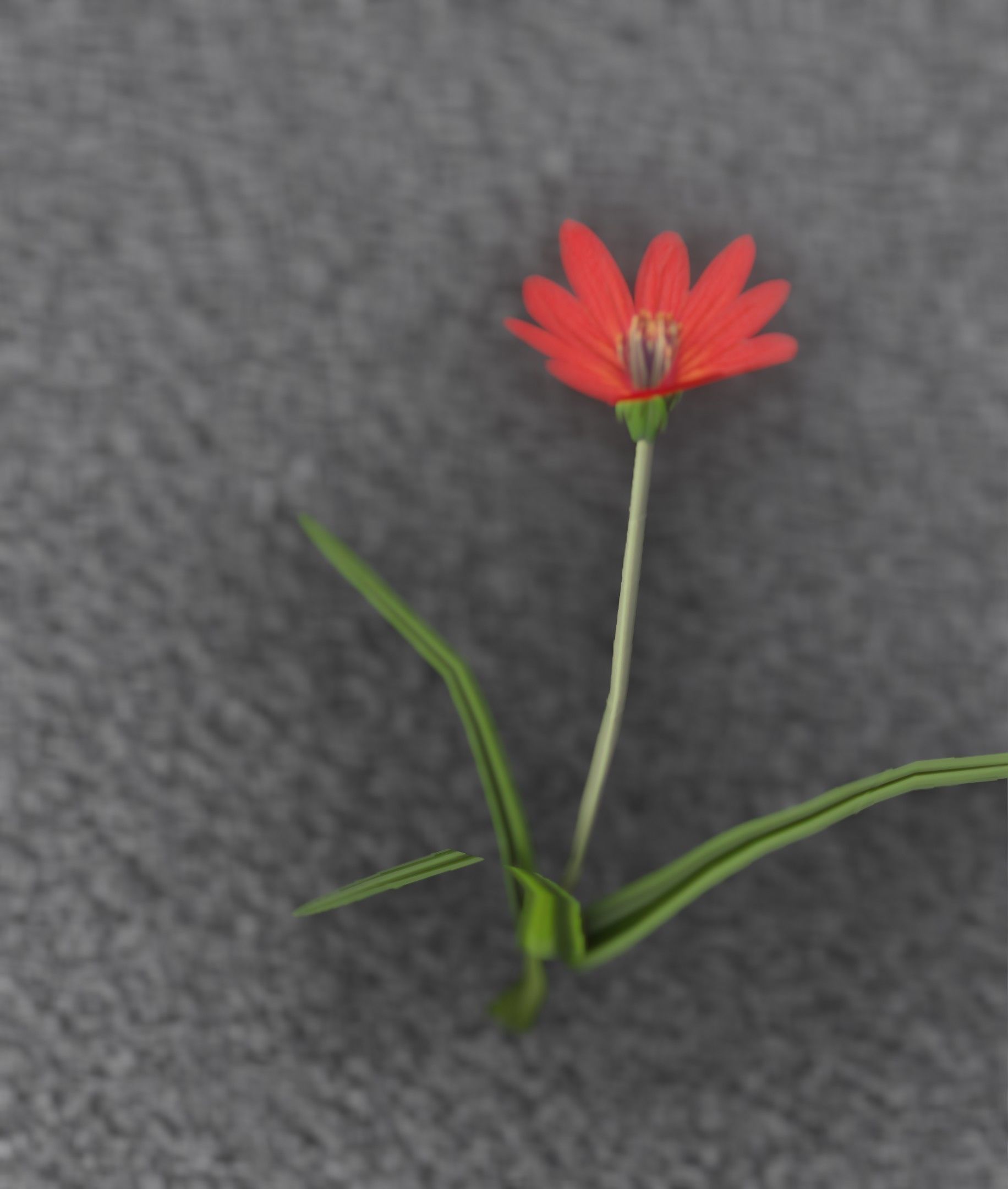 Red Flower - Verion 5 - Object 28 Low-poly 3D model_44