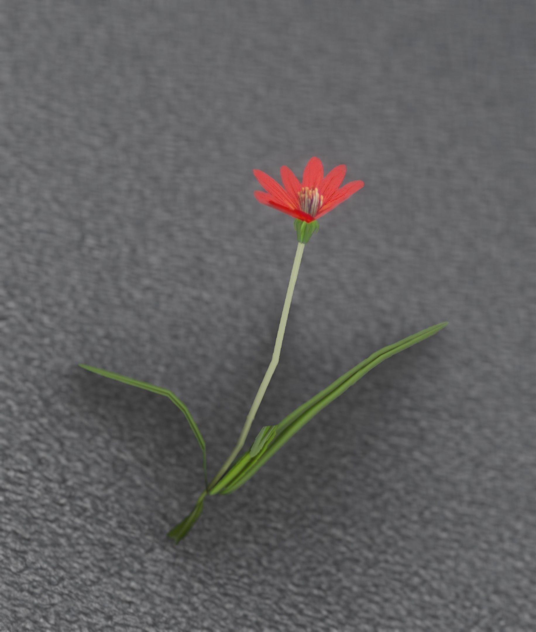Red Flower - Verion 5 - Object 28 Low-poly 3D model_26