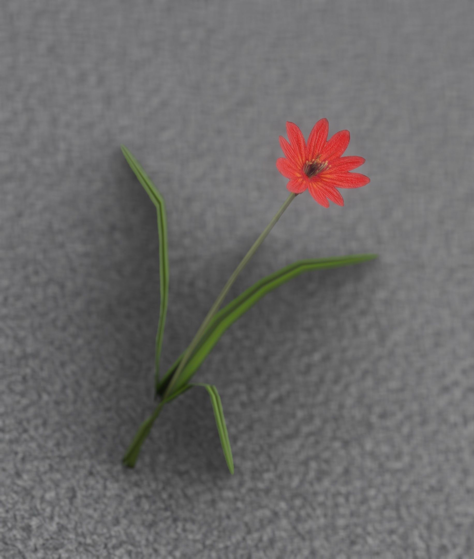 Red Flower - Verion 5 - Object 28 Low-poly 3D model_3
