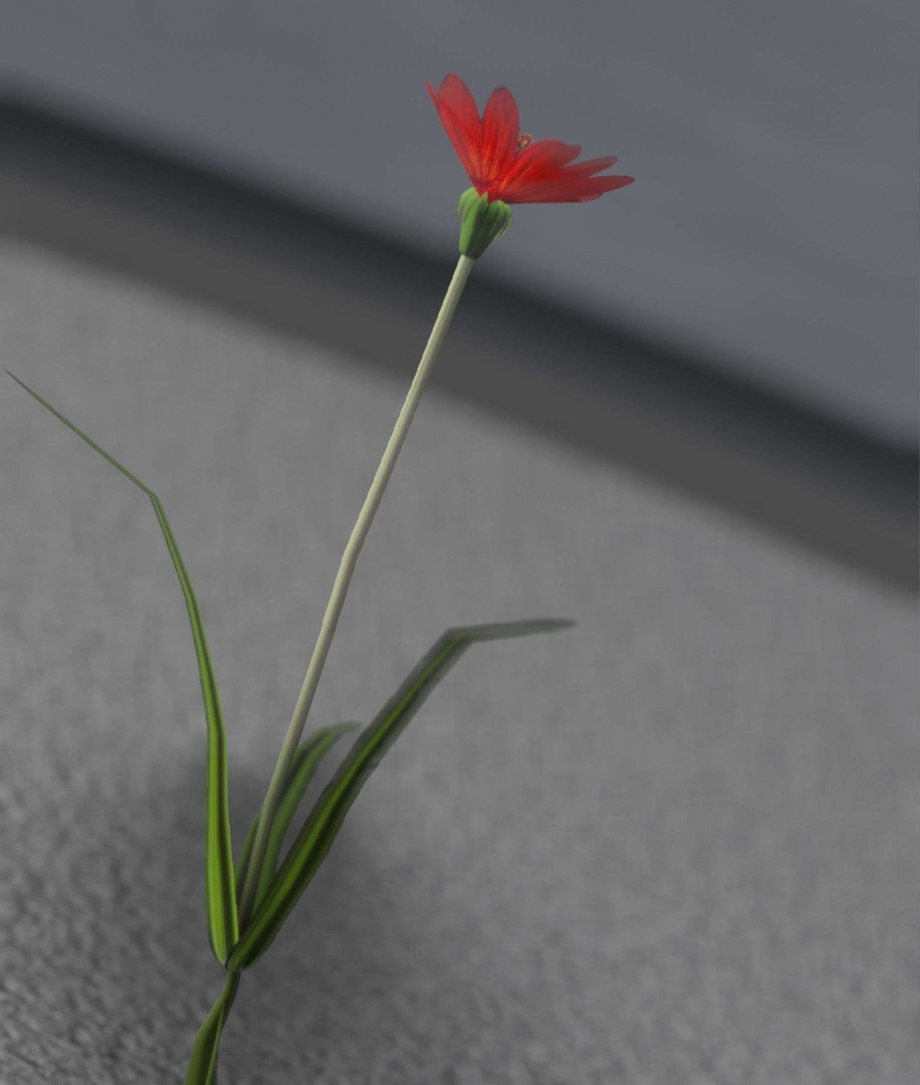 Red Flower - Verion 5 - Object 28 Low-poly 3D model_18