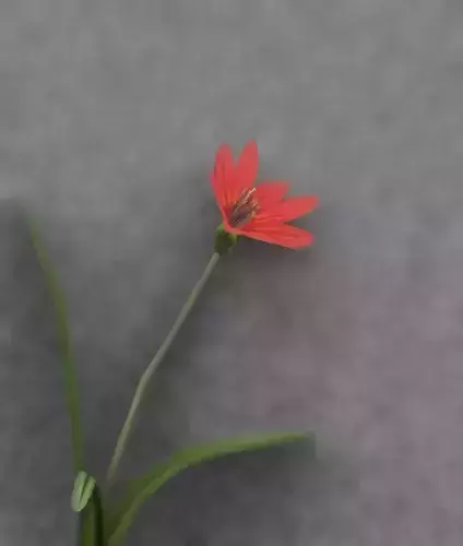Red Flower - Verion 5 - Object 28