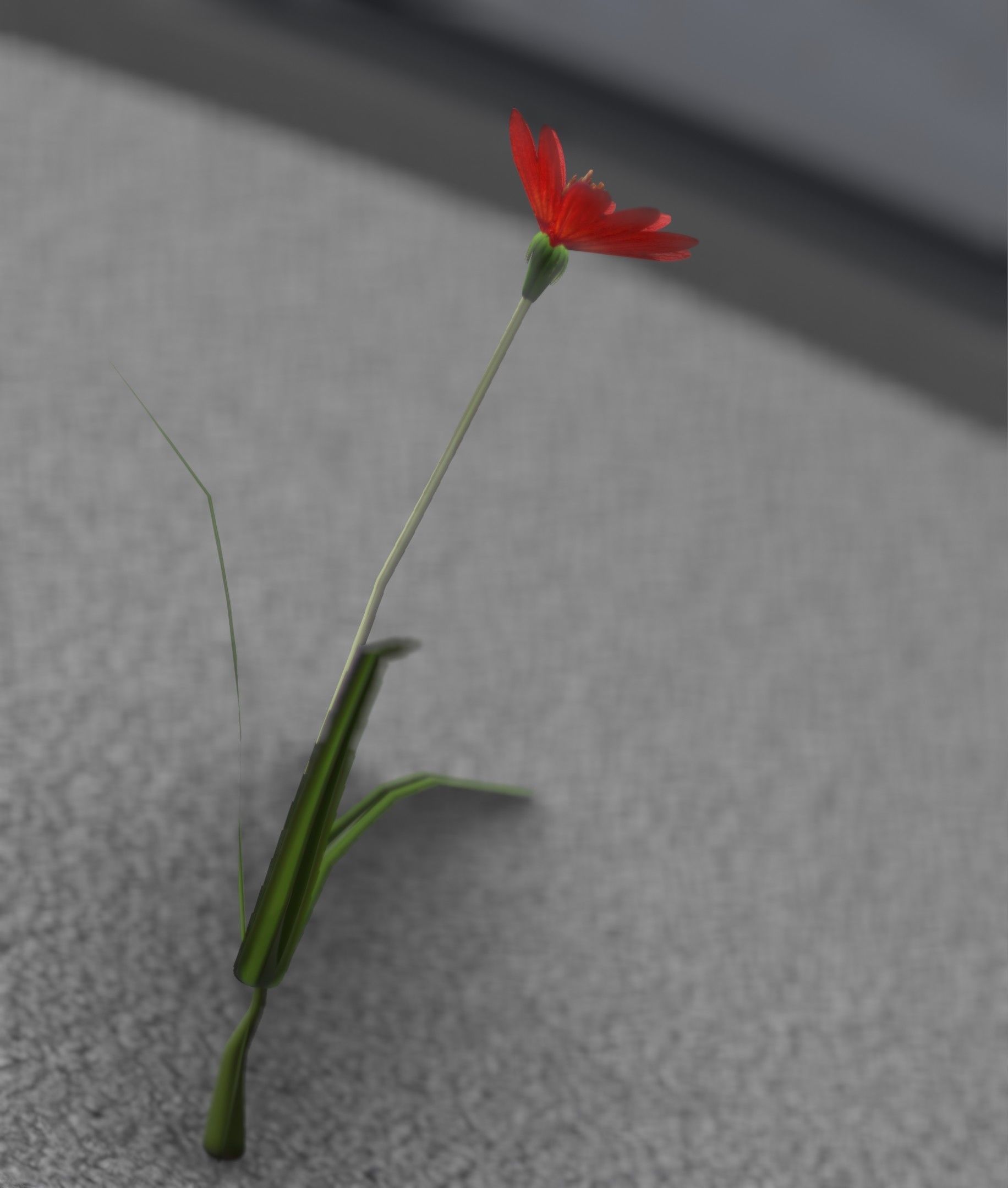 Red Flower - Verion 5 - Object 28 Low-poly 3D model_19