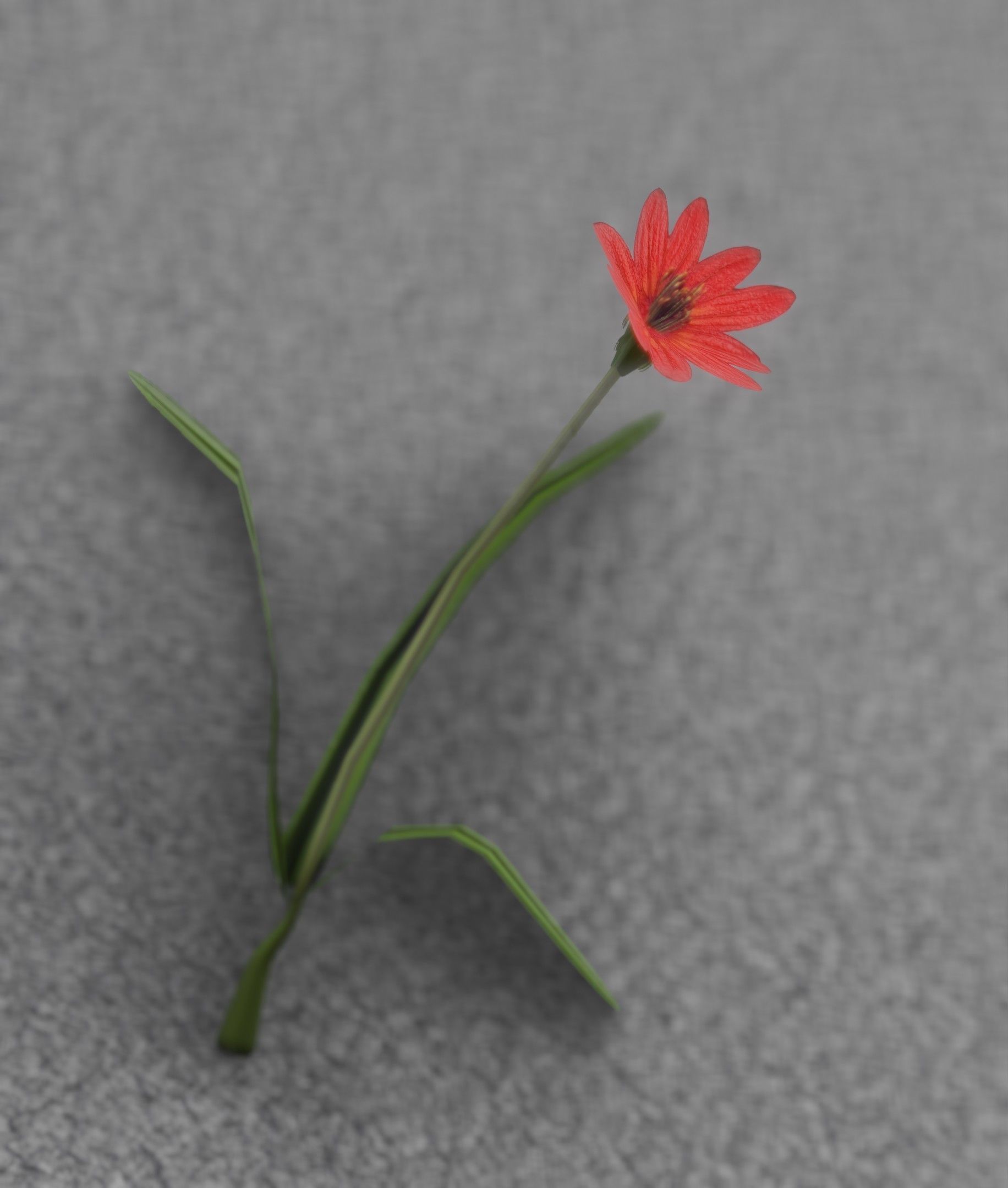 Red Flower - Verion 5 - Object 28 Low-poly 3D model_22