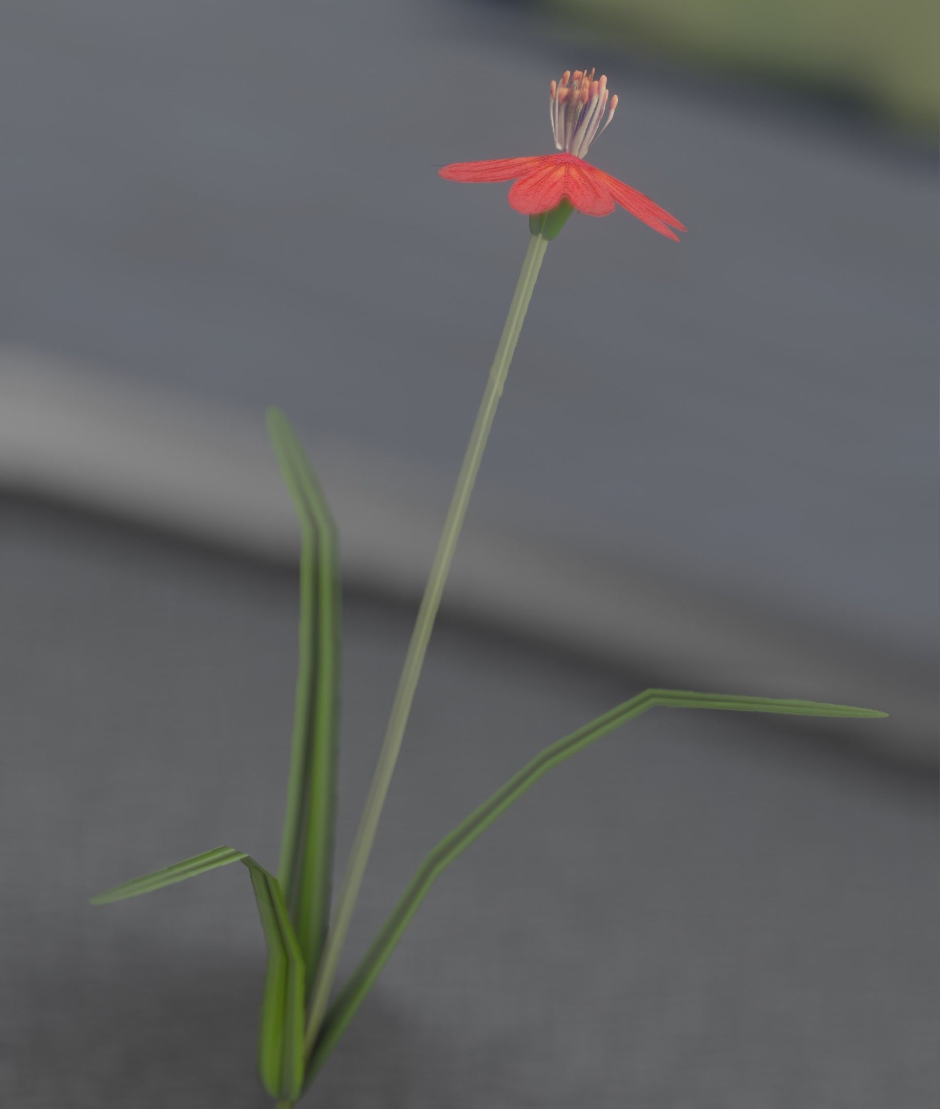 Red Flower - Verion 6 - Object 29 Low-poly 3D model_24