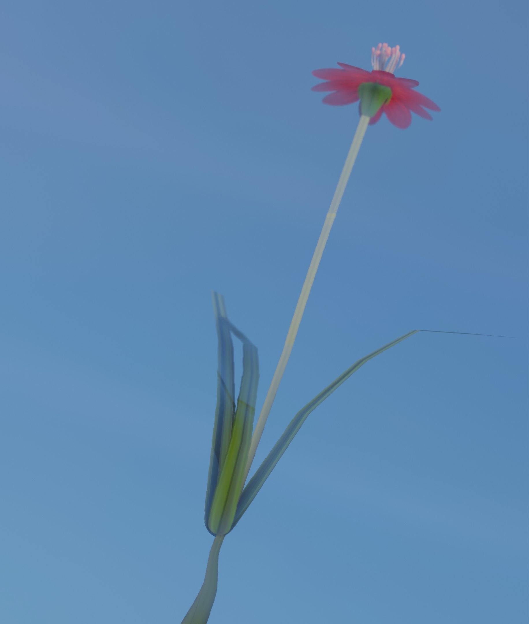 Red Flower - Verion 6 - Object 29 Low-poly 3D model_10