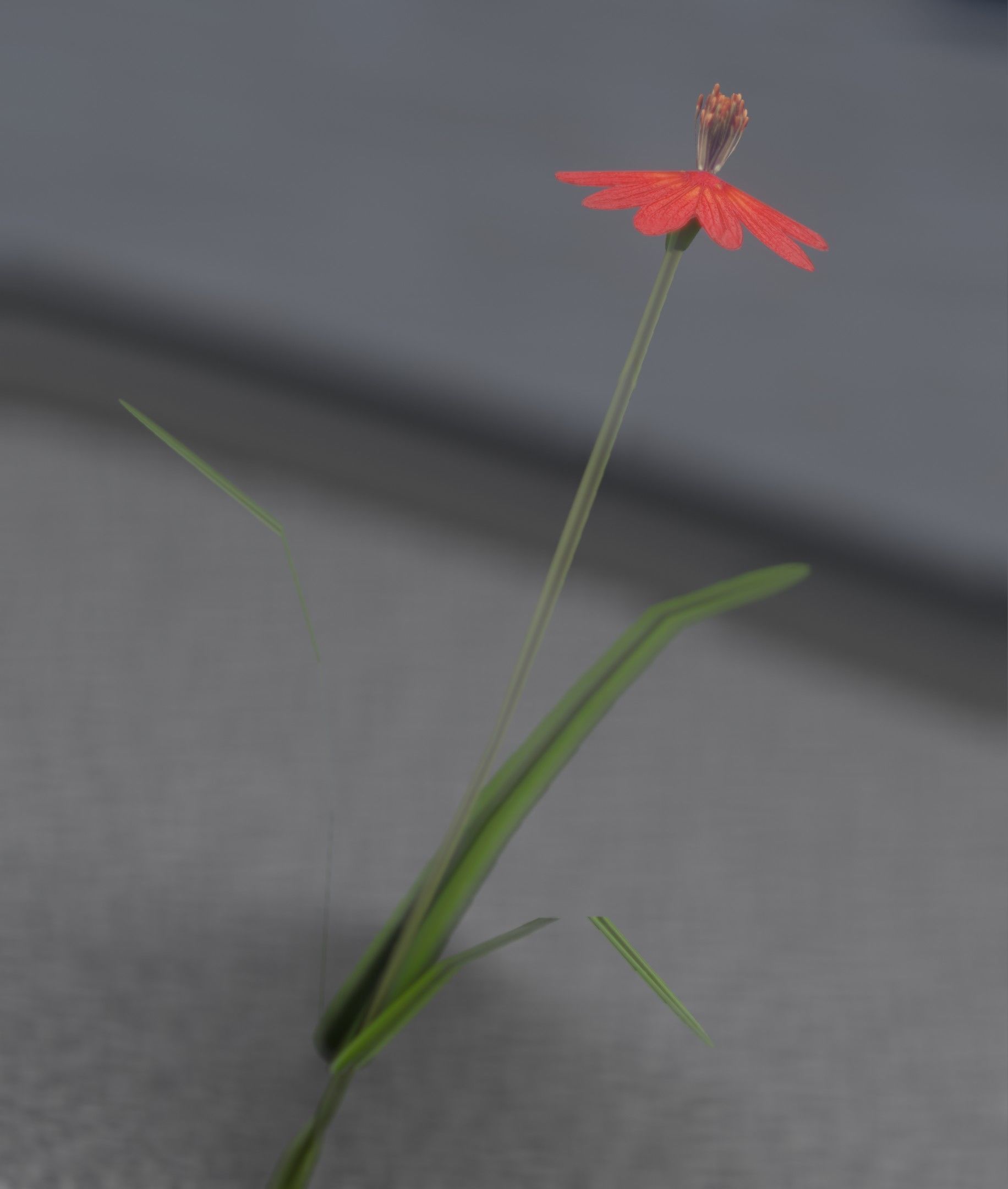 Red Flower - Verion 6 - Object 29 Low-poly 3D model_22