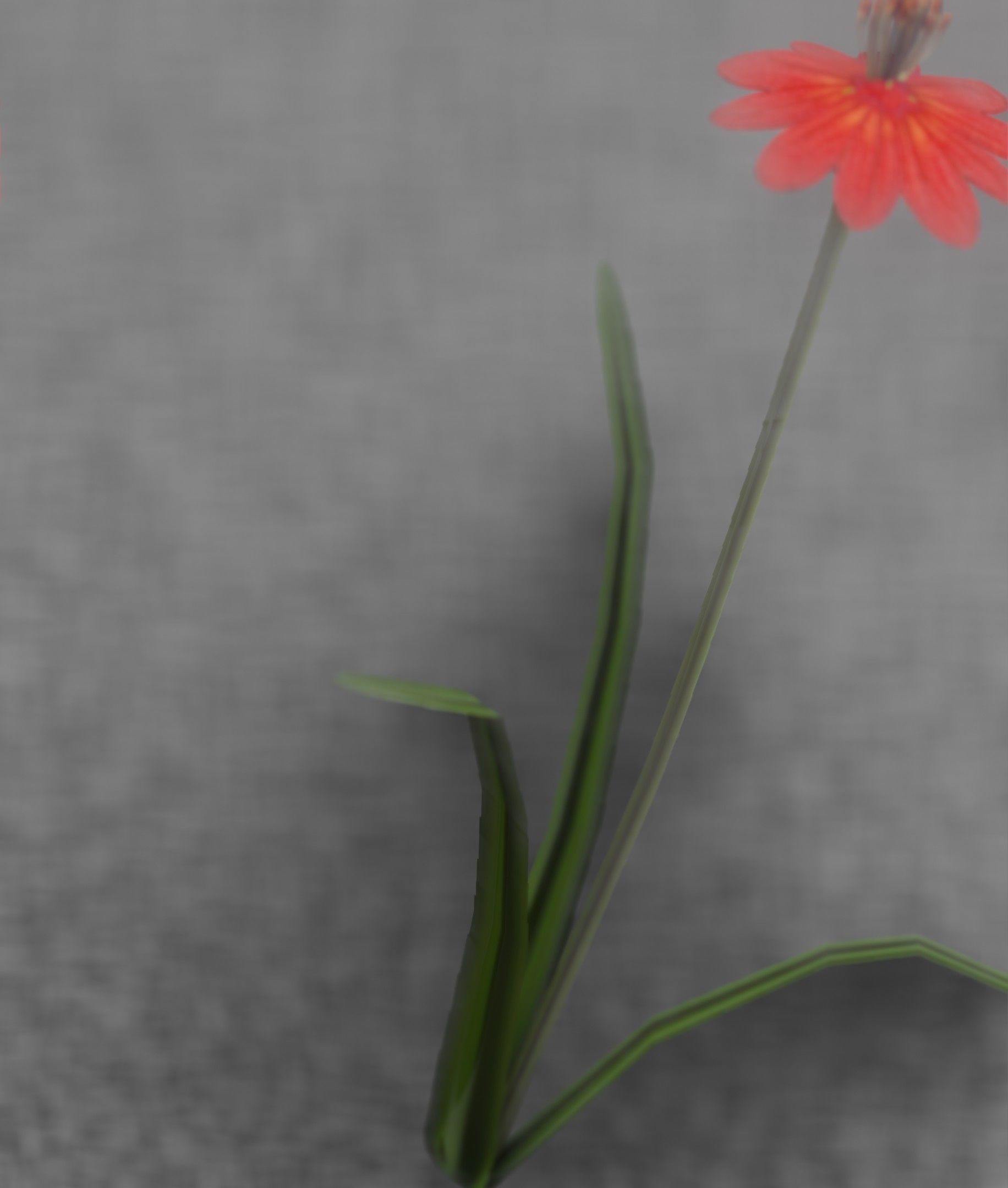 Red Flower - Verion 6 - Object 29 Low-poly 3D model_3