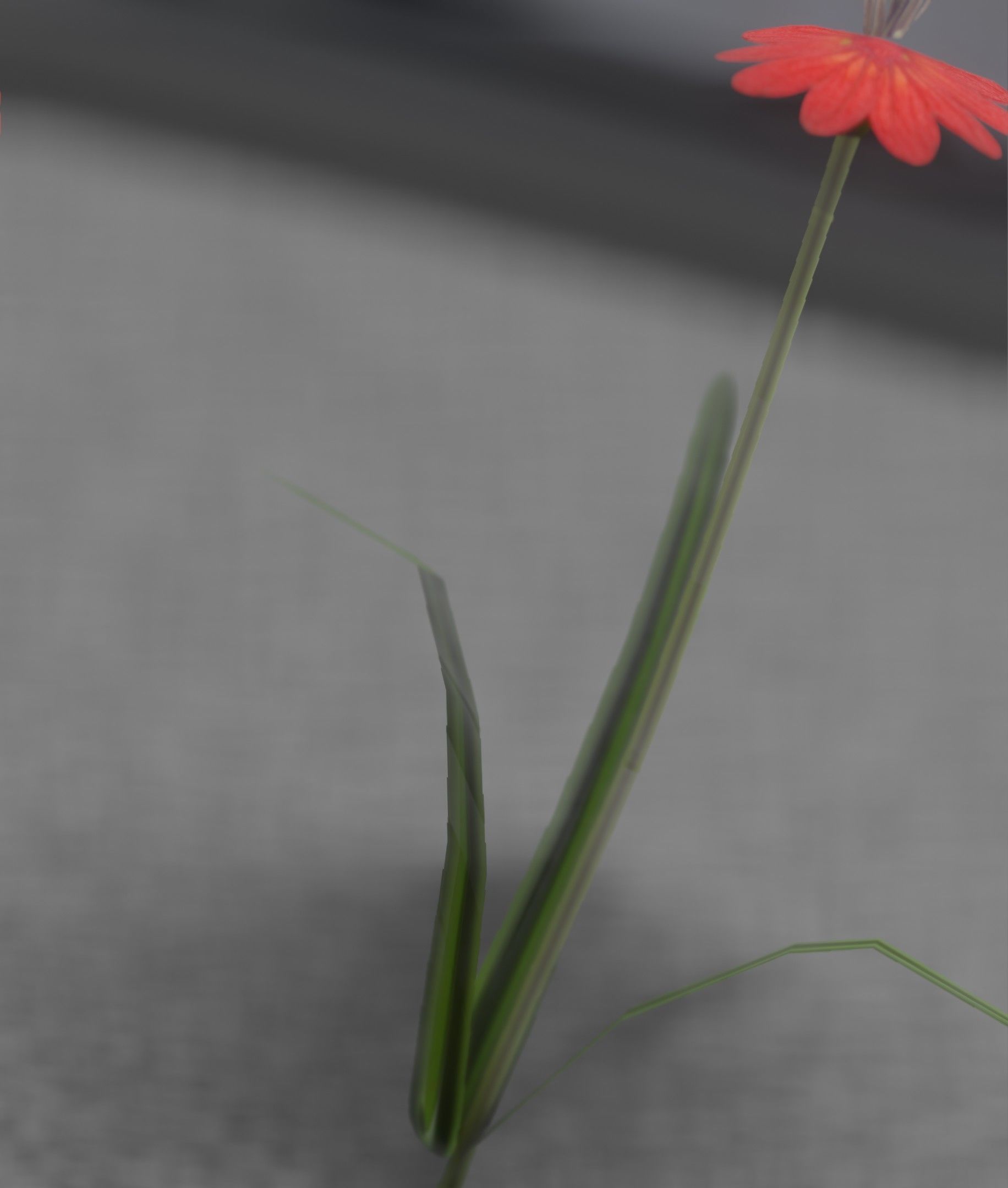 Red Flower - Verion 6 - Object 29 Low-poly 3D model_6