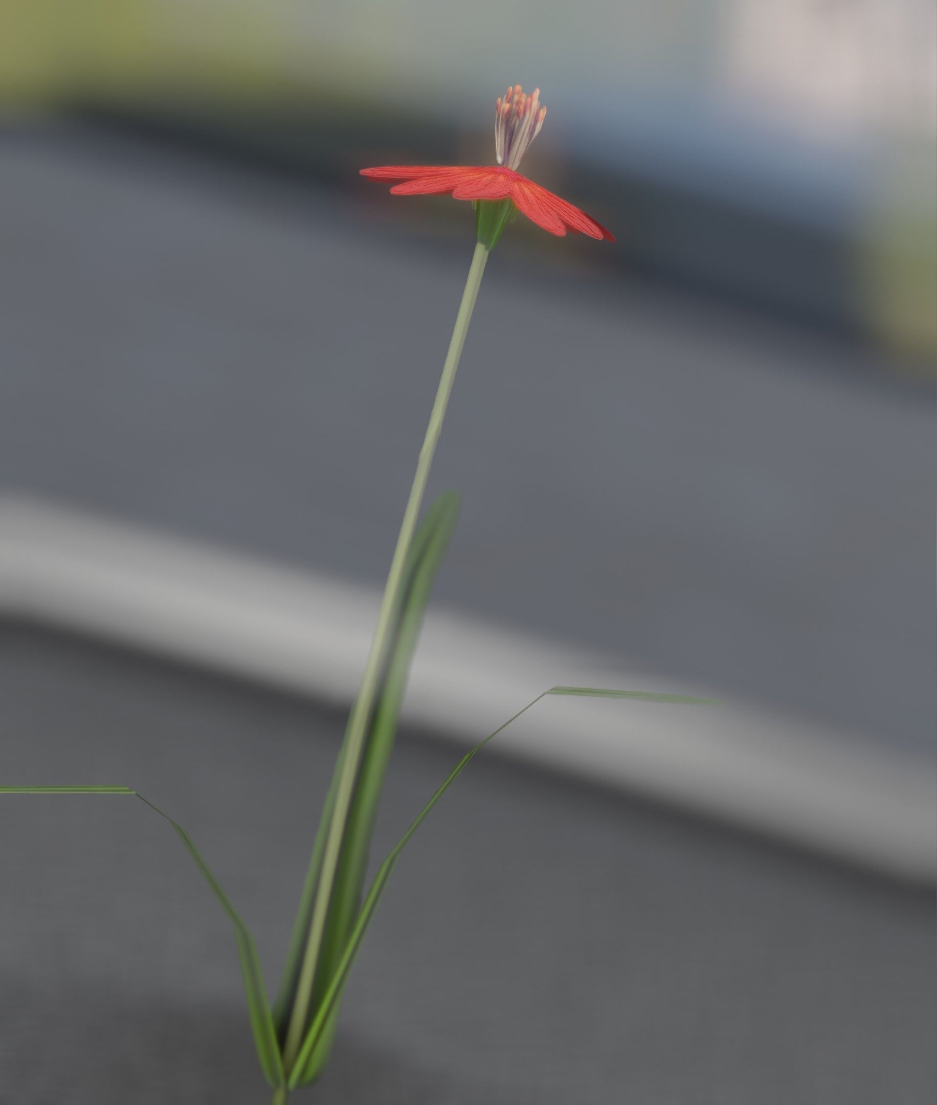 Red Flower - Verion 6 - Object 29 Low-poly 3D model_25