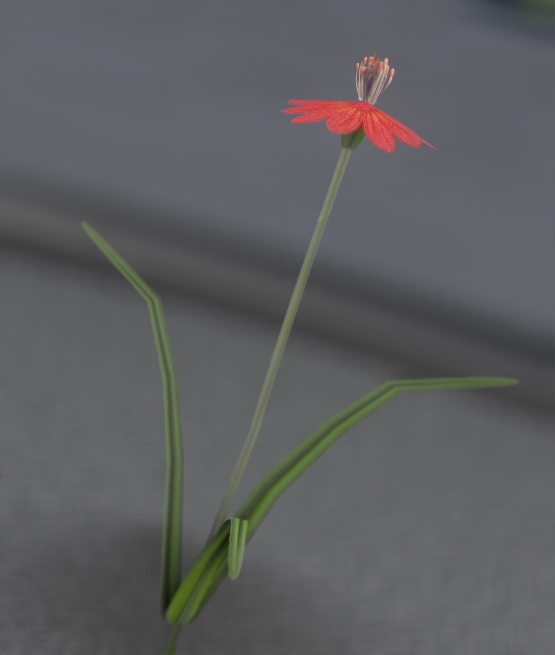 Red Flower - Verion 6 - Object 29 Low-poly 3D model_23