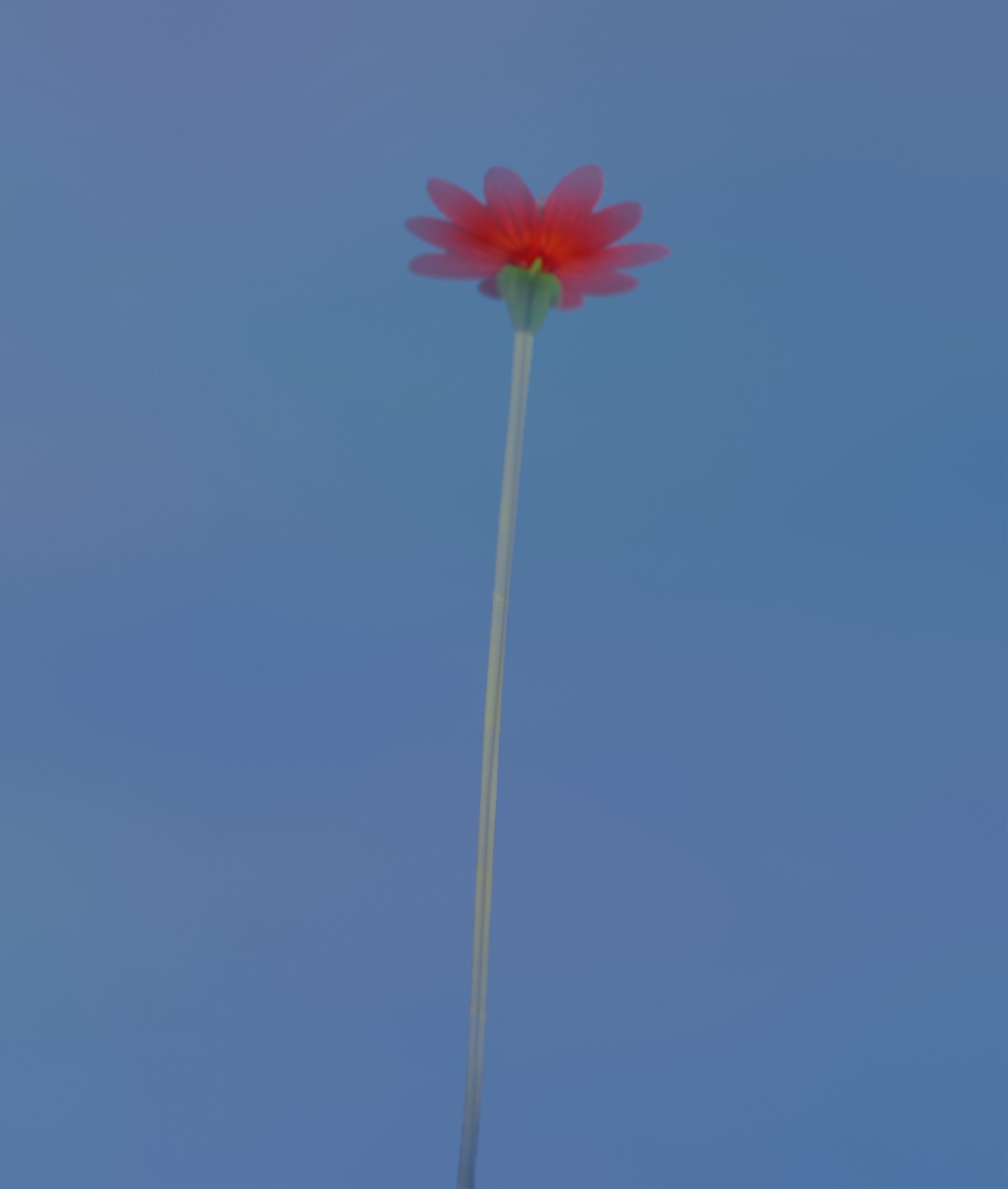 Red Flower - Verion 2 - Object 31 Low-poly 3D model_7
