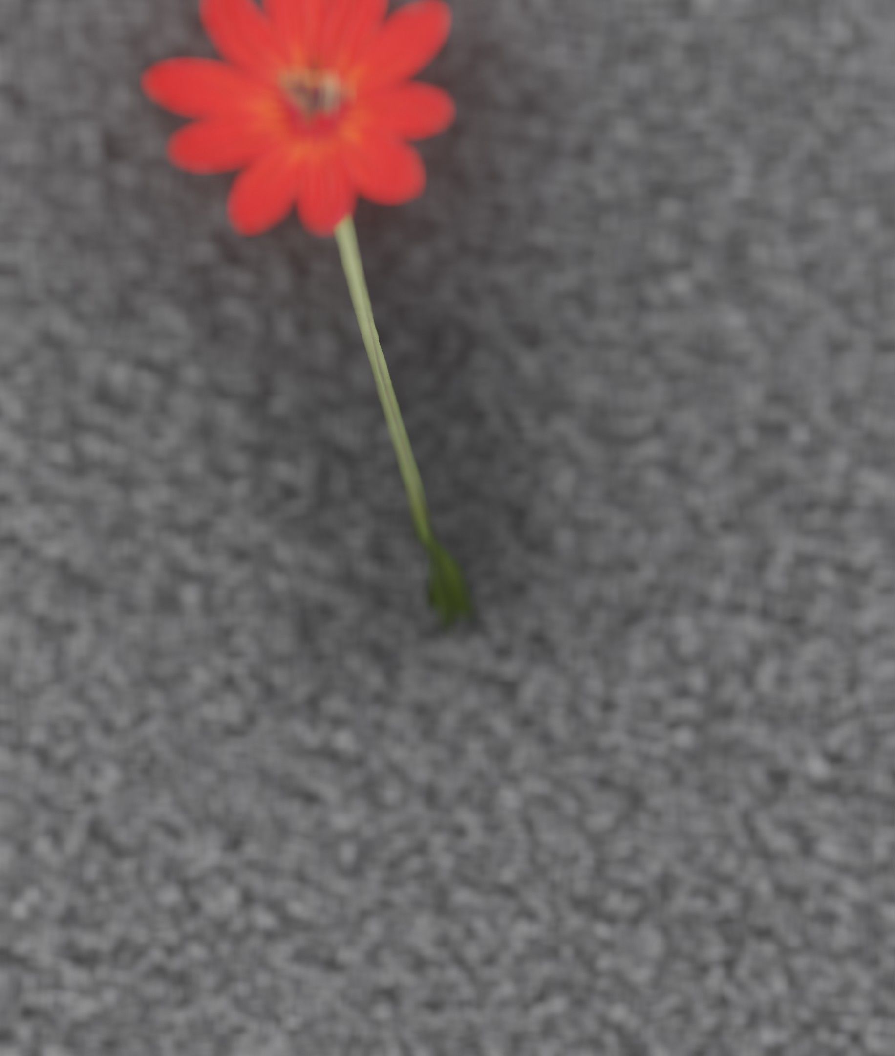 Red Flower - Verion 2 - Object 31 Low-poly 3D model_34
