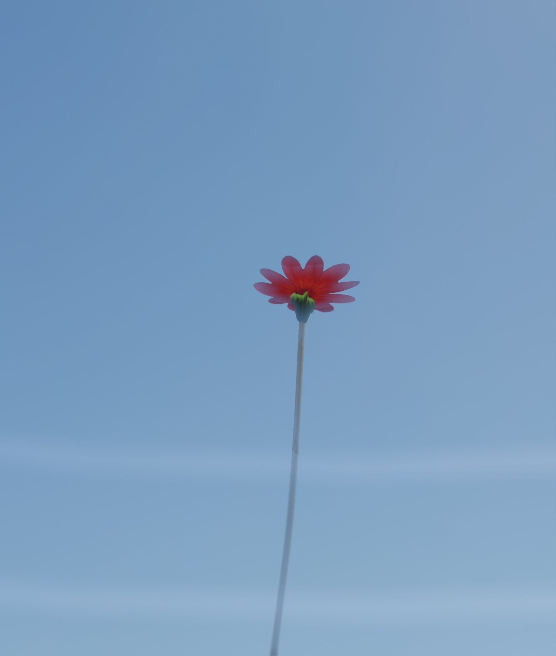 Red Flower - Verion 2 - Object 31 Low-poly 3D model_29