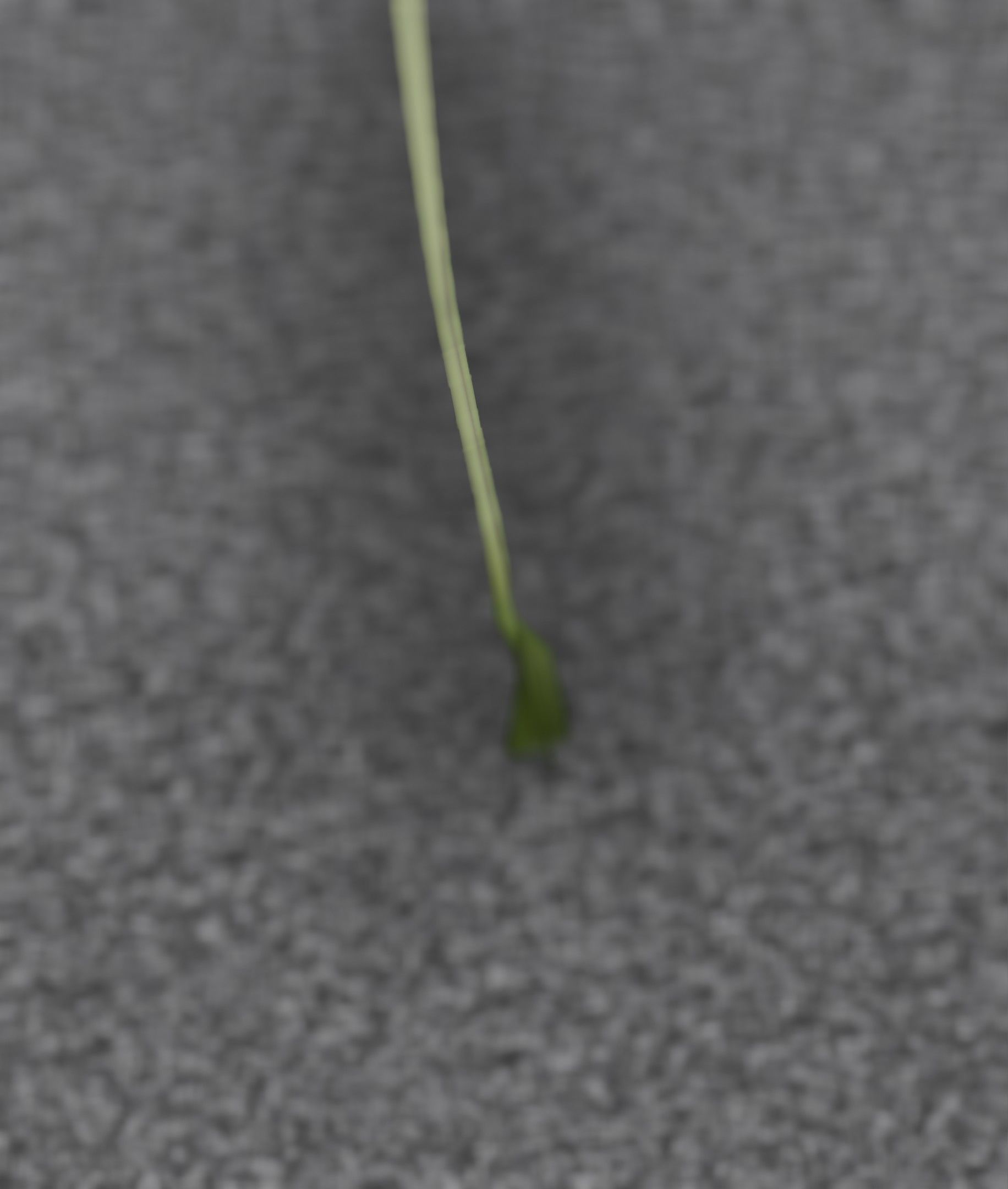 Red Flower - Verion 2 - Object 31 Low-poly 3D model_38