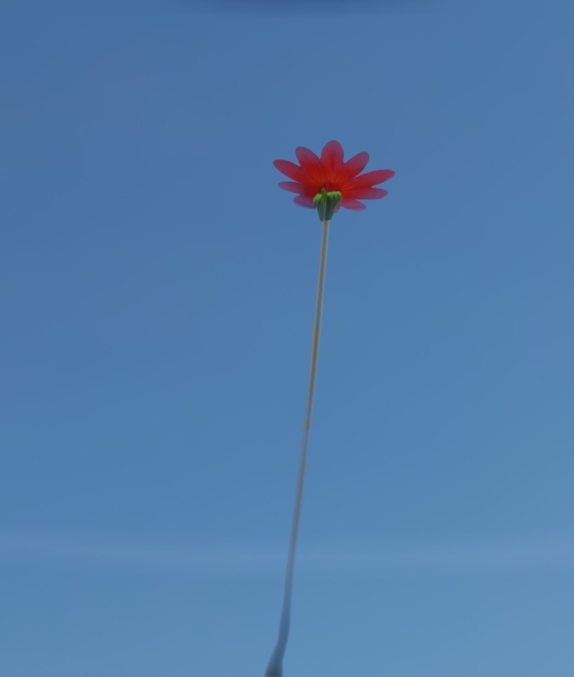 Red Flower - Verion 2 - Object 31 Low-poly 3D model_30