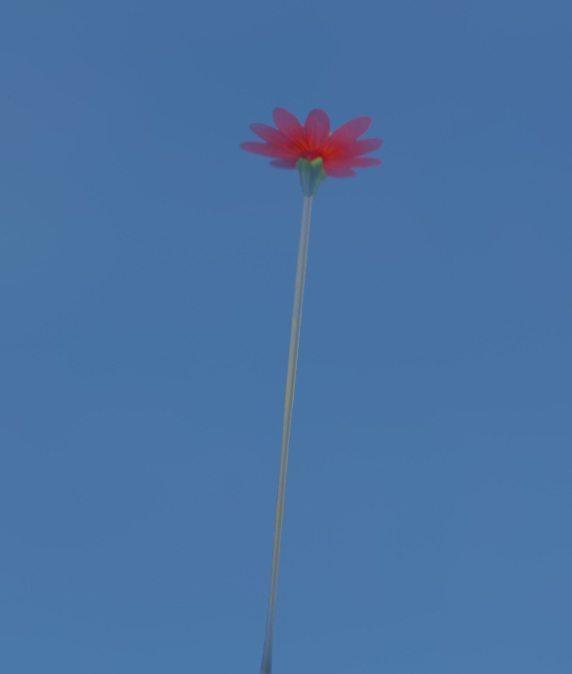 Red Flower - Verion 2 - Object 31 Low-poly 3D model_6
