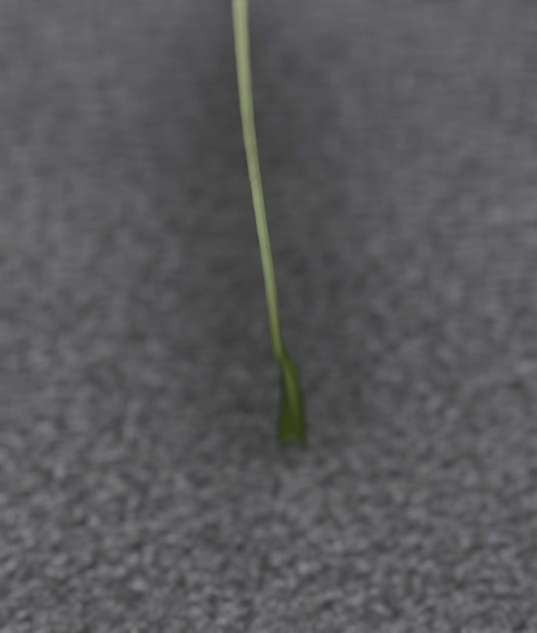 Red Flower - Verion 2 - Object 31 Low-poly 3D model_37