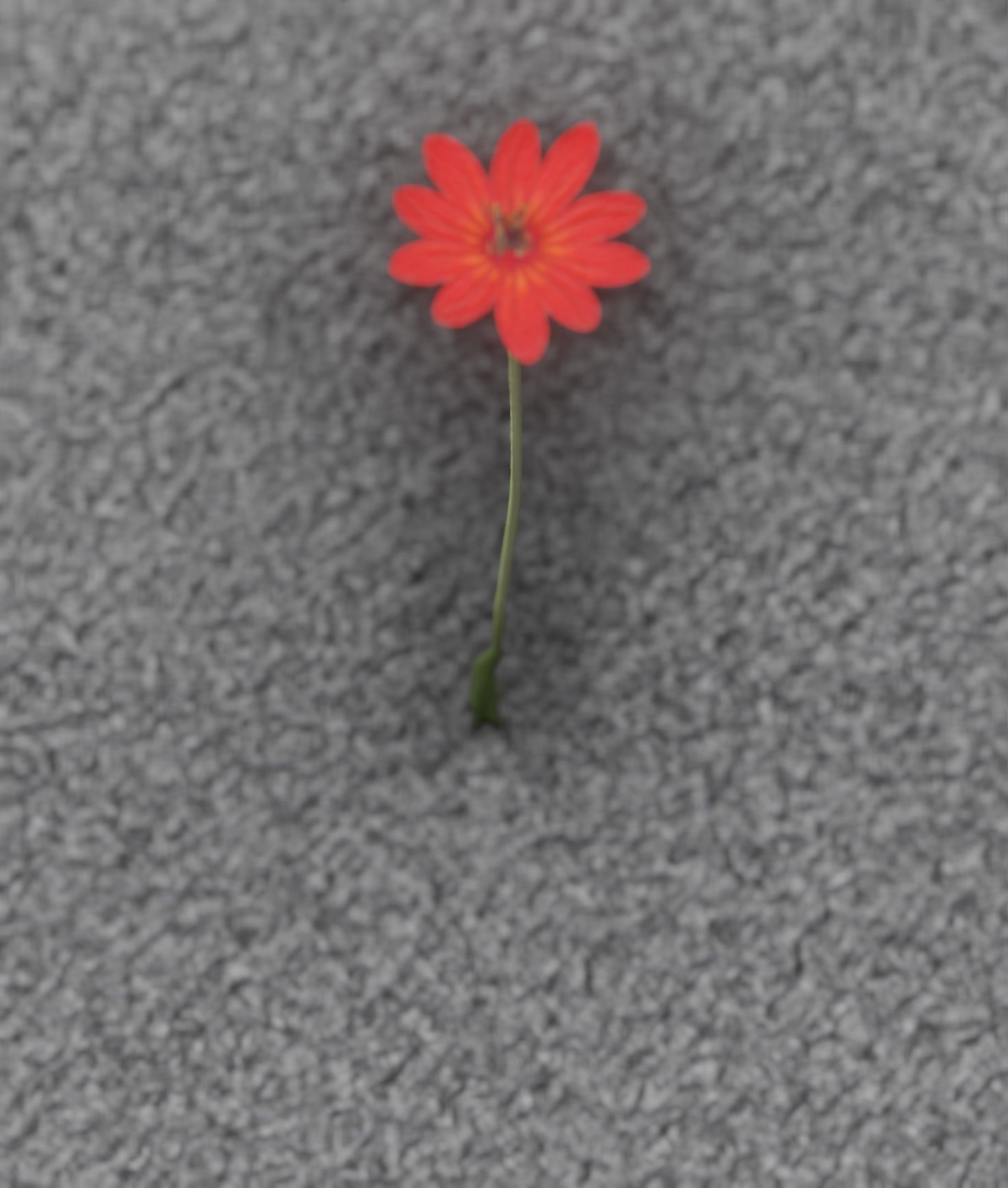 Red Flower - Verion 2 - Object 31 Low-poly 3D model_46
