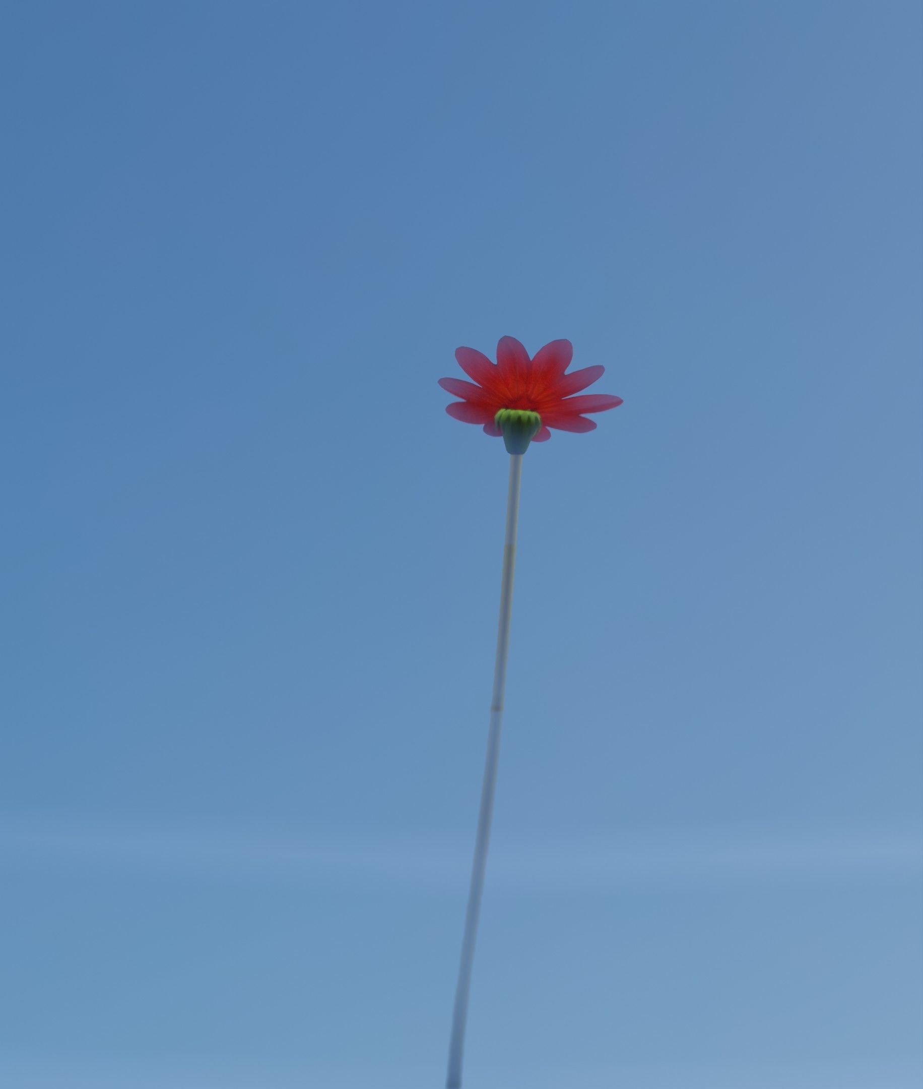 Red Flower - Verion 2 - Object 31 Low-poly 3D model_2