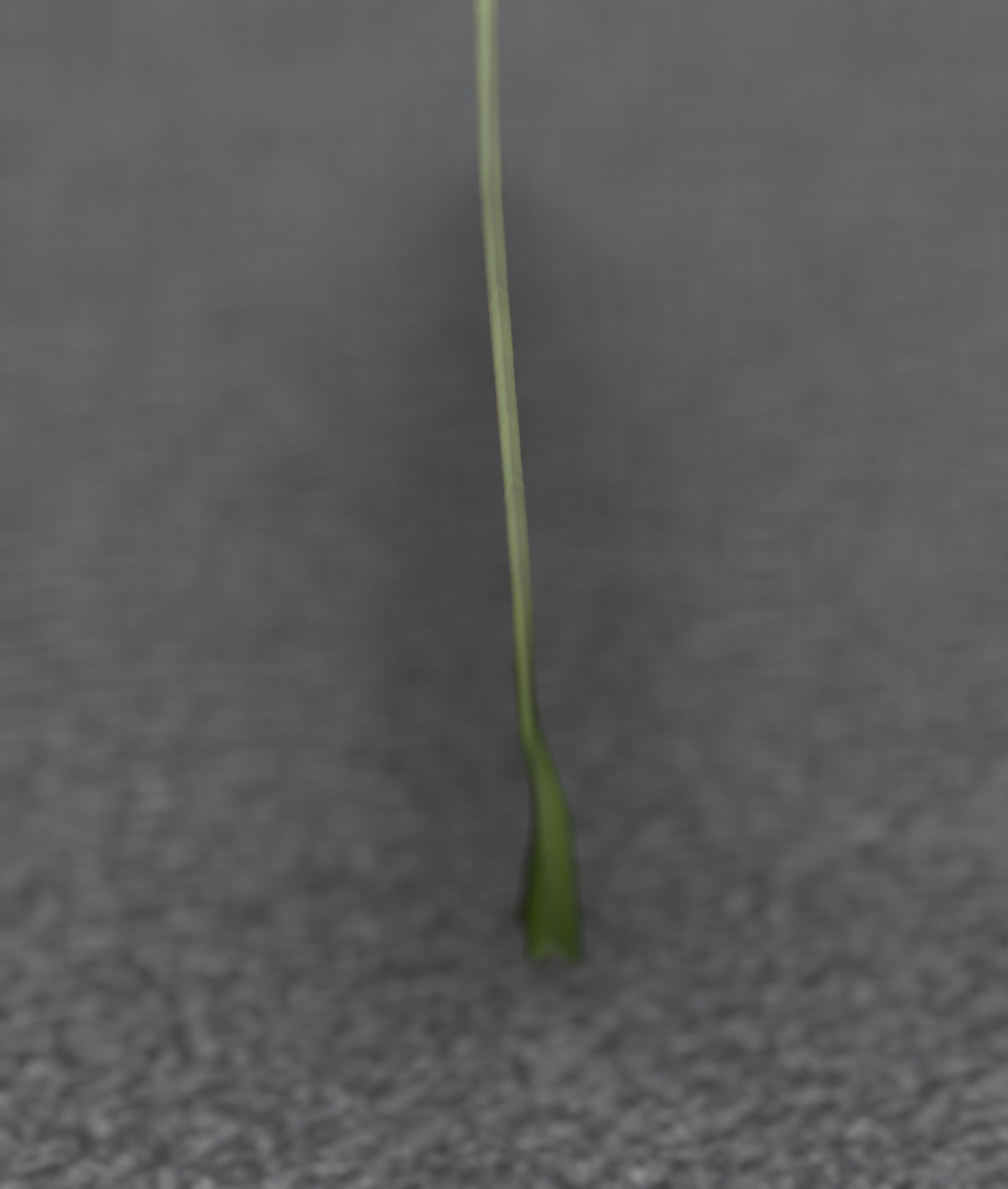 Red Flower - Verion 2 - Object 31 Low-poly 3D model_36