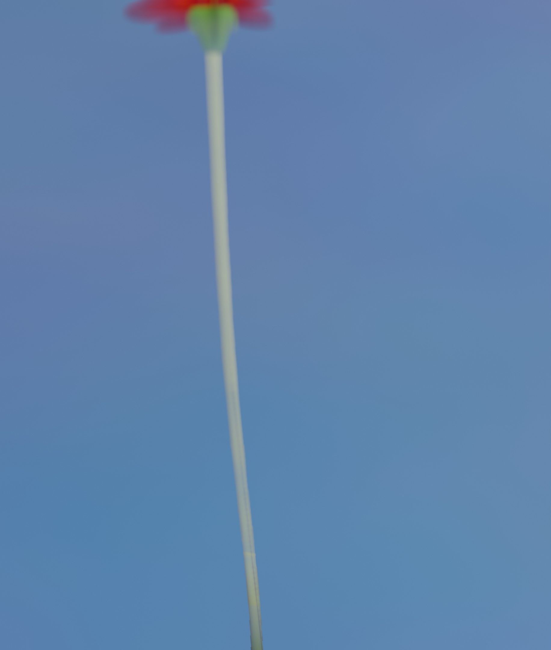 Red Flower - Verion 2 - Object 31 Low-poly 3D model_12