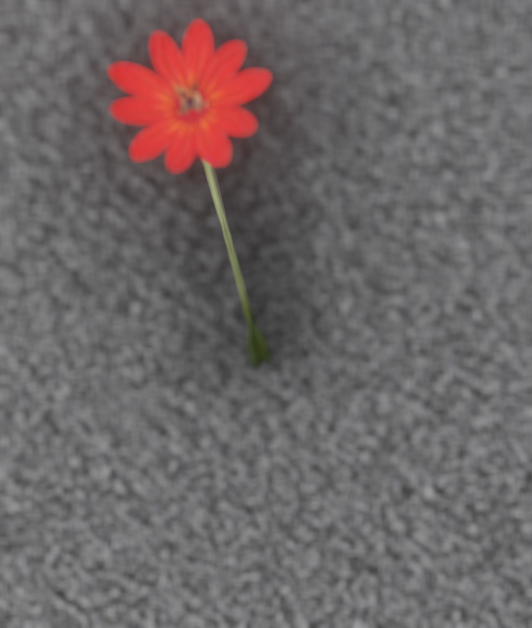 Red Flower - Verion 2 - Object 31 Low-poly 3D model_40