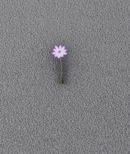 Violet Flower - Verion 6 - Object 33 Low-poly 3D model