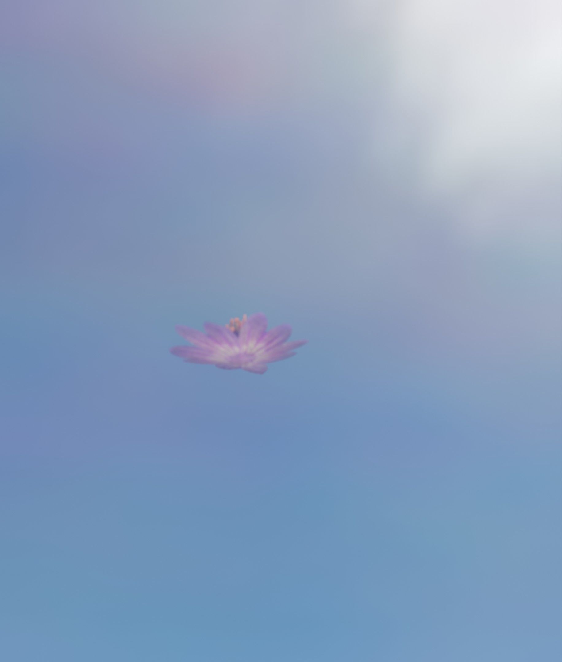 Violet Flower Blossom Version 7 - Object 34 Low-poly 3D model_9