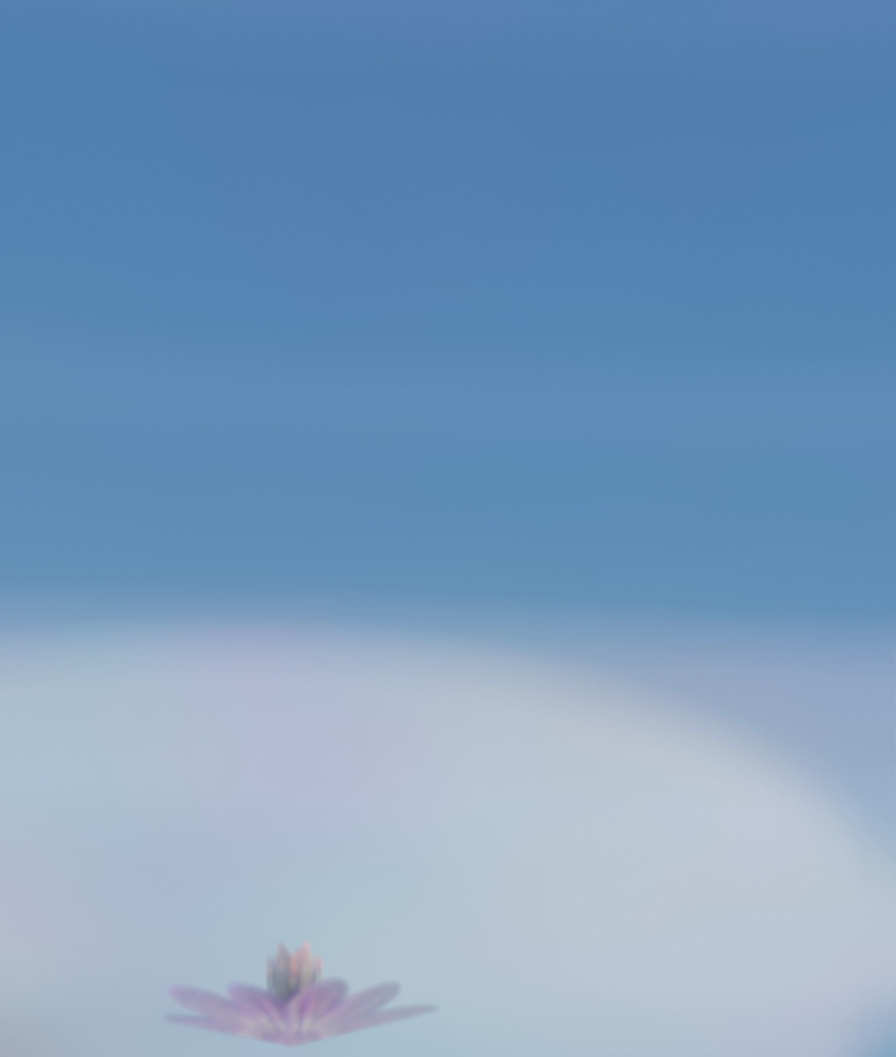 Violet Flower Blossom Version 7 - Object 34 Low-poly 3D model_12